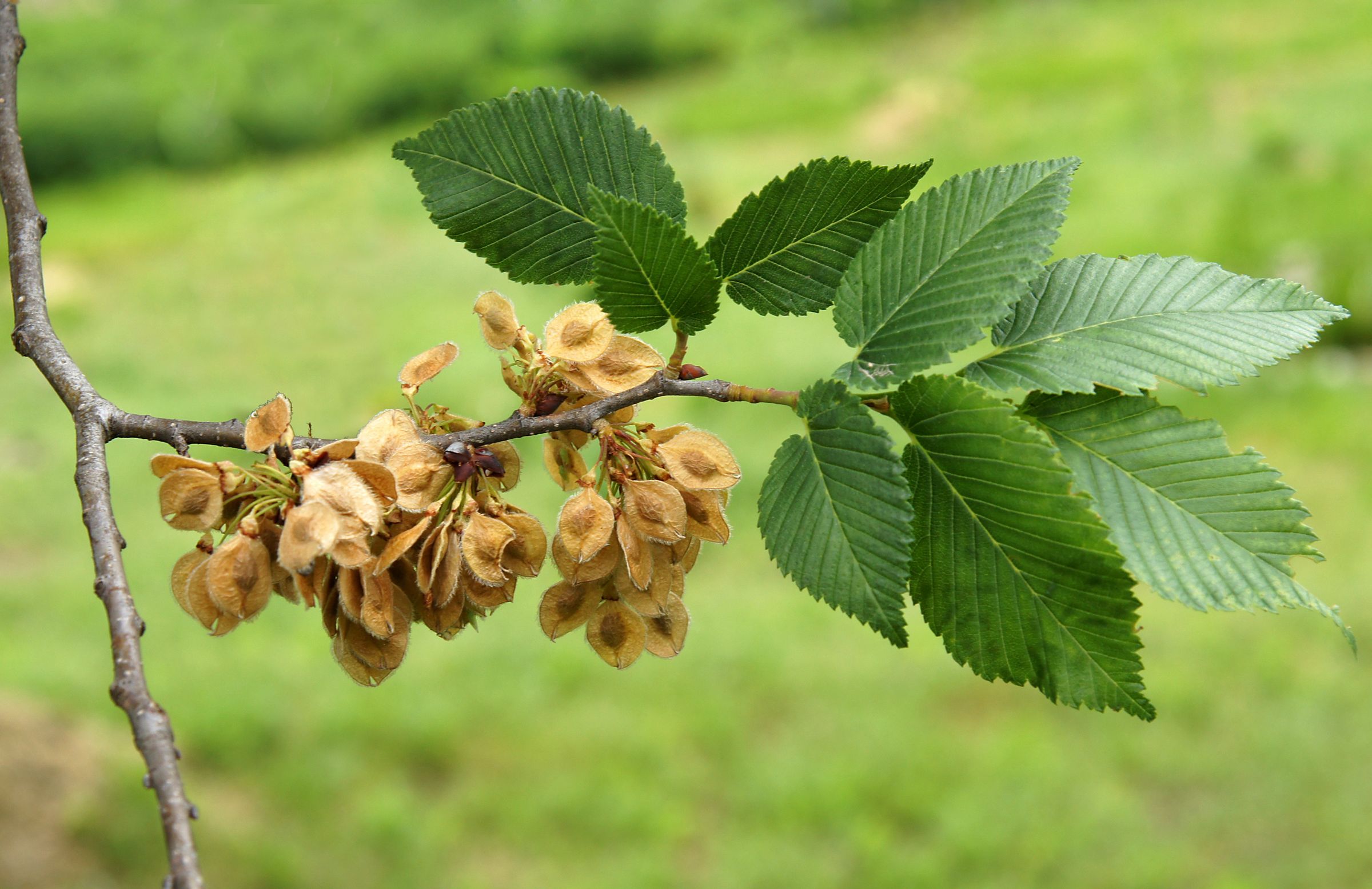 Die Blätter einer Ulme sind verkehrt-eiförmig bis elliptisch und laufen am Ende spitz zu. Die Samen sind eiförmig bis kreisrund und von einem Flügelsaum umgeben. (Foto: Volodymyr/stock.adobe.com) Stadtbaum-Portraits: Blätter und Samen einer Feldulme (Foto: Volodymyr/stock.adobe.com)