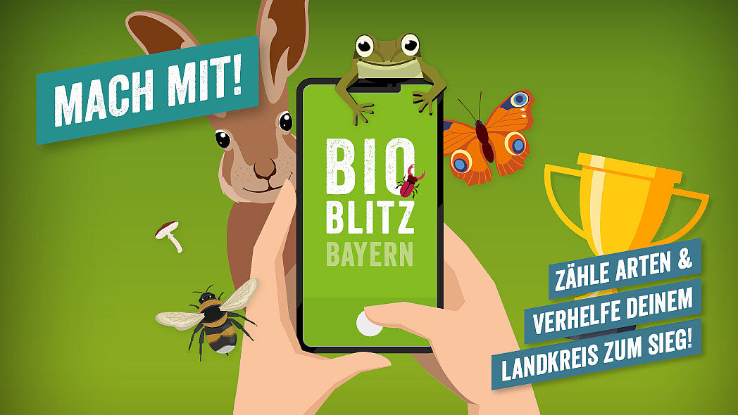 Die Grafik zeigt ein Smartphone mit dem Text "Bioblitz Bayern" auf dem Bildschirm. Um das Handy sind grafisch dargestellte Tiere, Pflanzen und Pilze zu sehen.