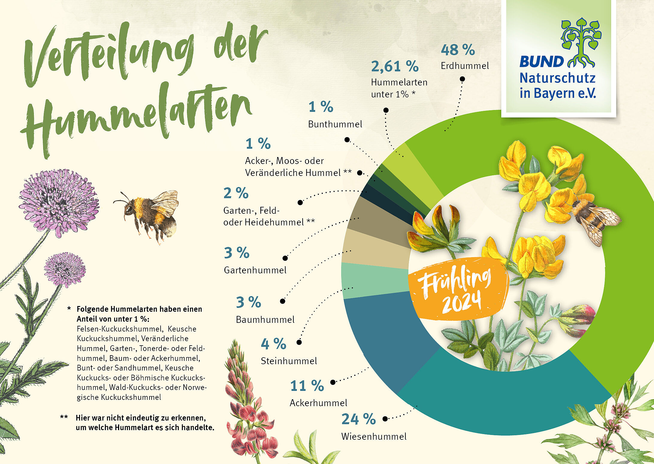 Die Grafik zeigt die prozentualen Anteile der gemeldeten Hummelarten bei der ersten Hummel-Challenge 2024.