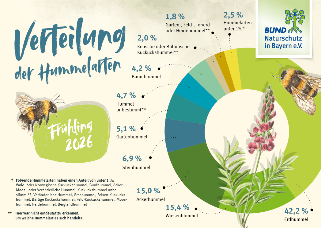 Die Grafik zeigt die prozentualen Anteile der gemeldeten Hummelarten bei der Hummel-Challenge im Frühling 2026. Die Grafik zeigt die prozentualen Anteile der gemeldeten Hummelarten bei der Hummel-Challenge im Frühling 2026.