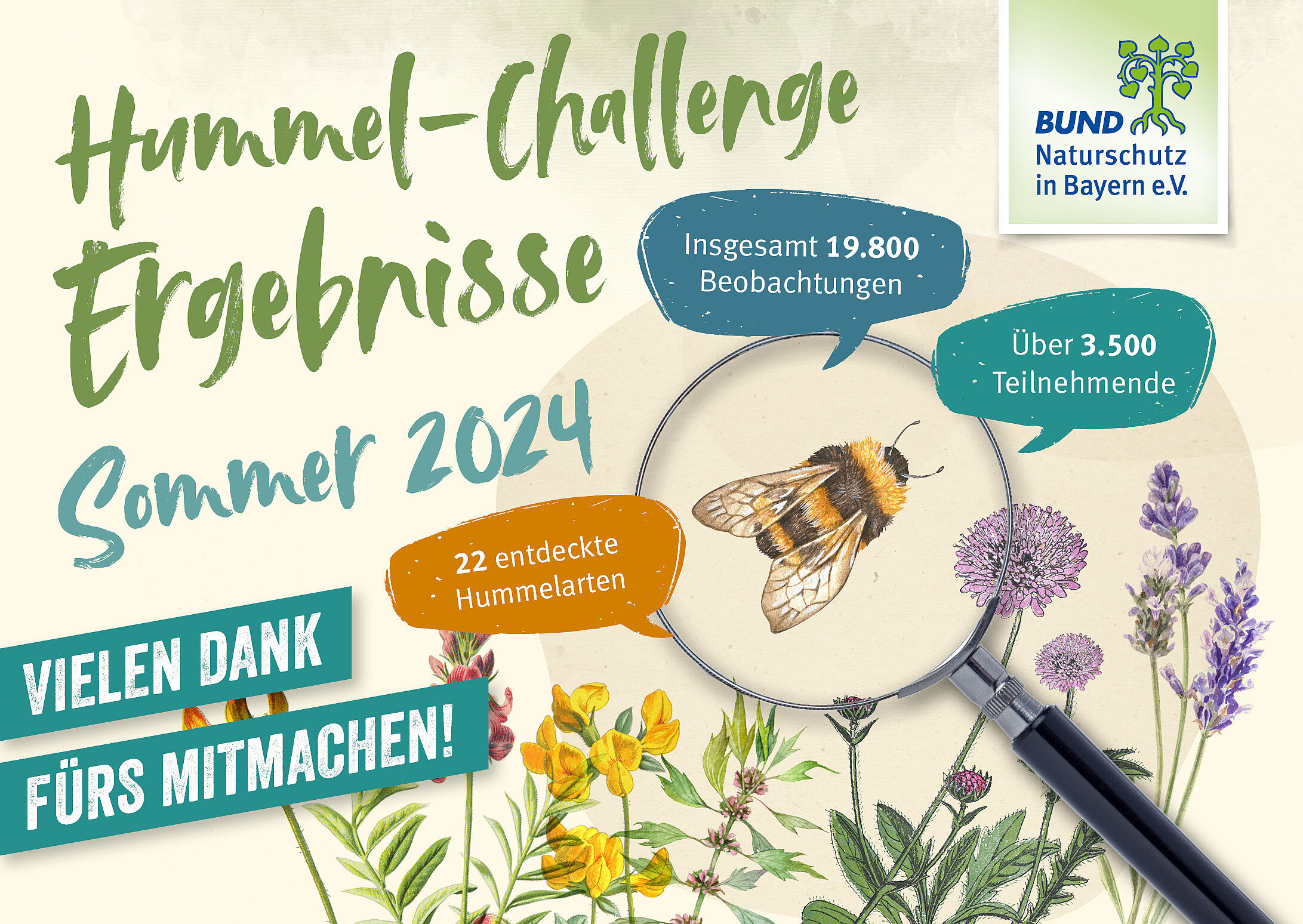 Die Grafik zeigt die Ergebnisse der zweiten Hummel-Challenge im Sommer 2024: über 3.500 Teilnehmer*innen, knapp 20.000 Beobachtungen und 22 entdeckte Hummelarten.