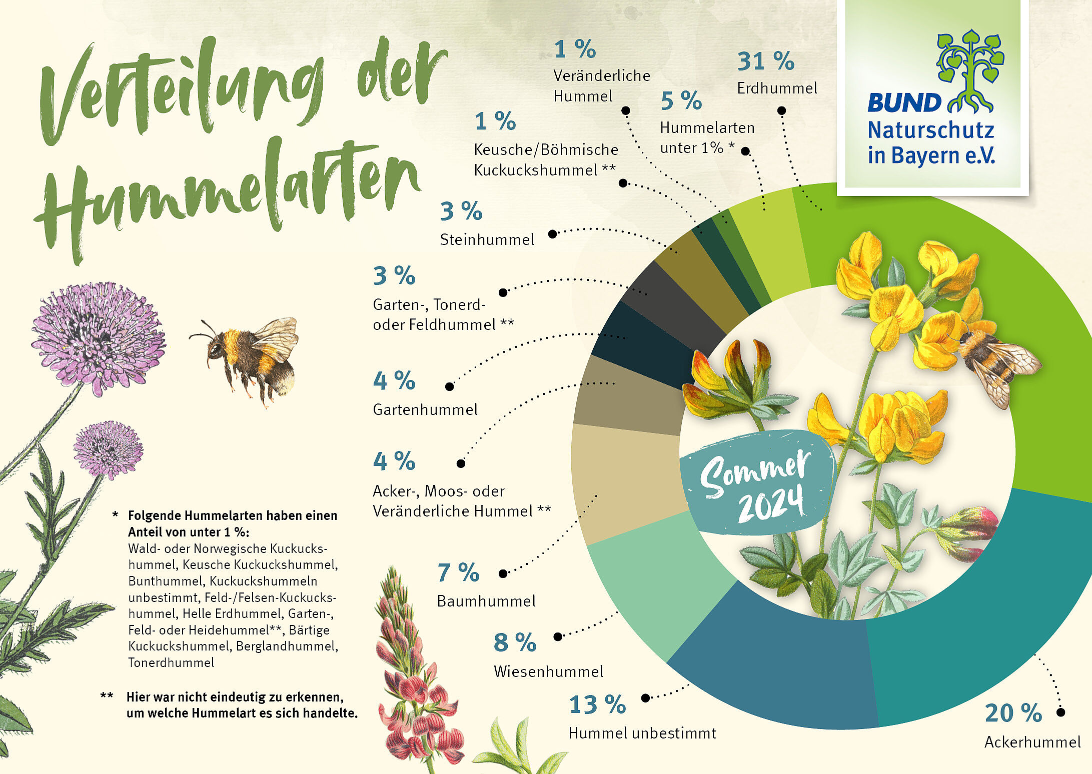 Die Grafik zeigt die prozentualen Anteile der gemeldeten Hummelarten bei der zweiten Hummel-Challenge im Sommer 2024.