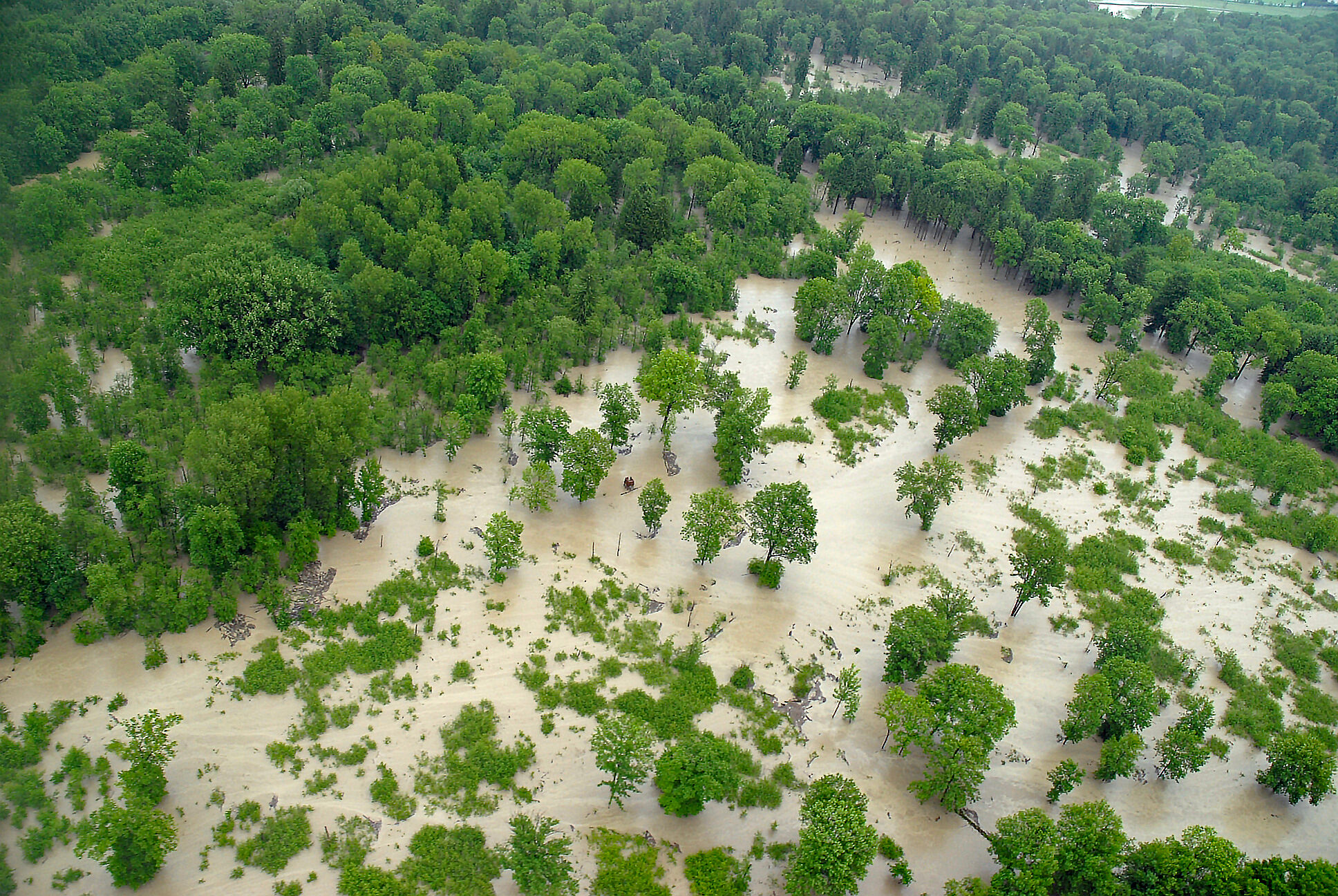 Luftaufnahme des vom Hochwasser überschwemmten Auwalds an der Salzach.