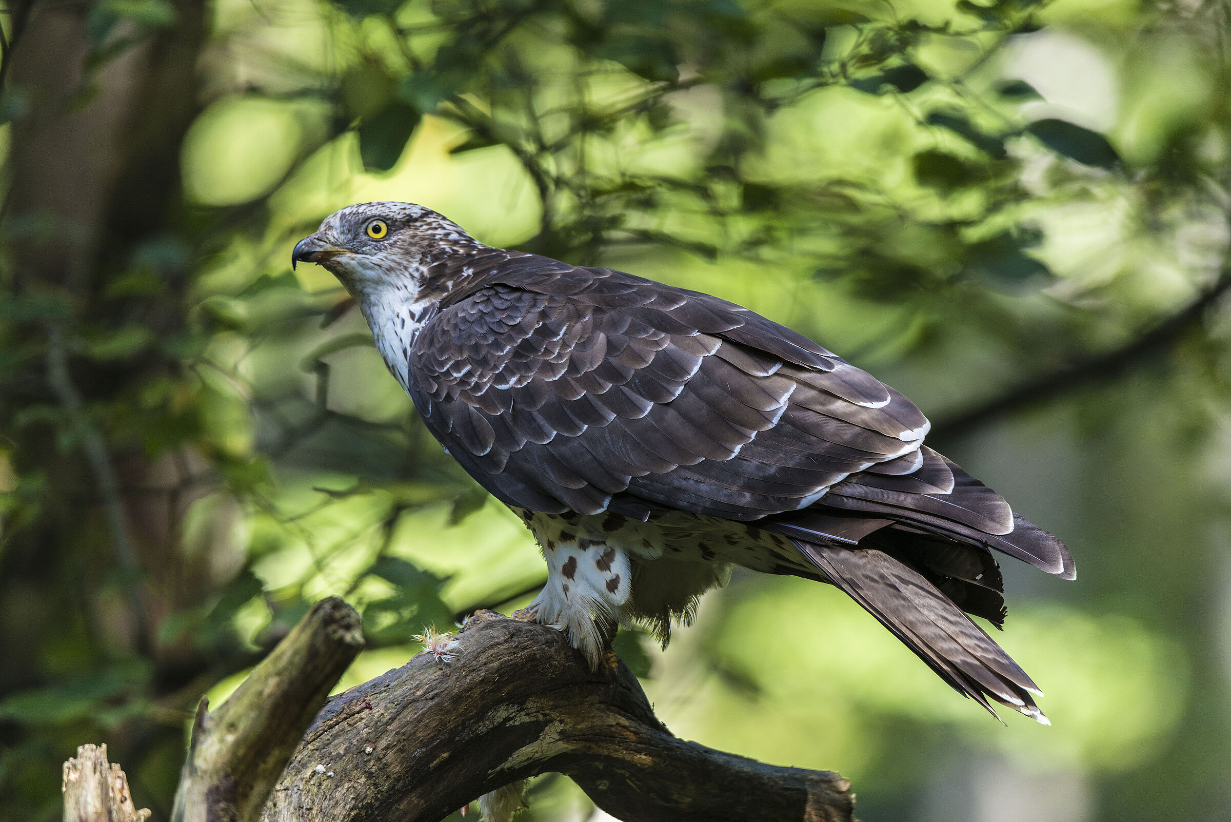 Wespenbussard