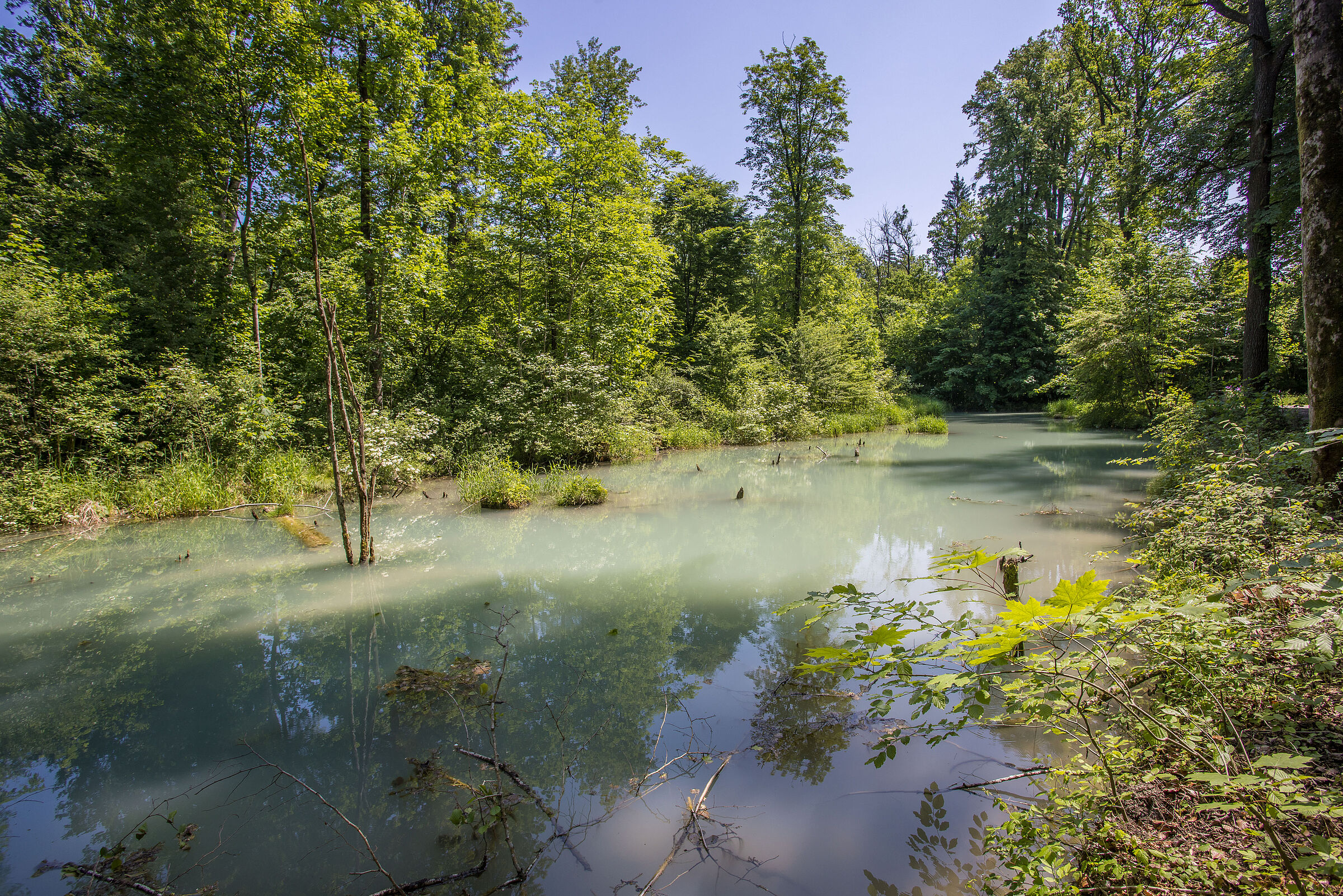 In einem Auwald der Salzach führt der Freilassinger Mühlbach Hochwasser.