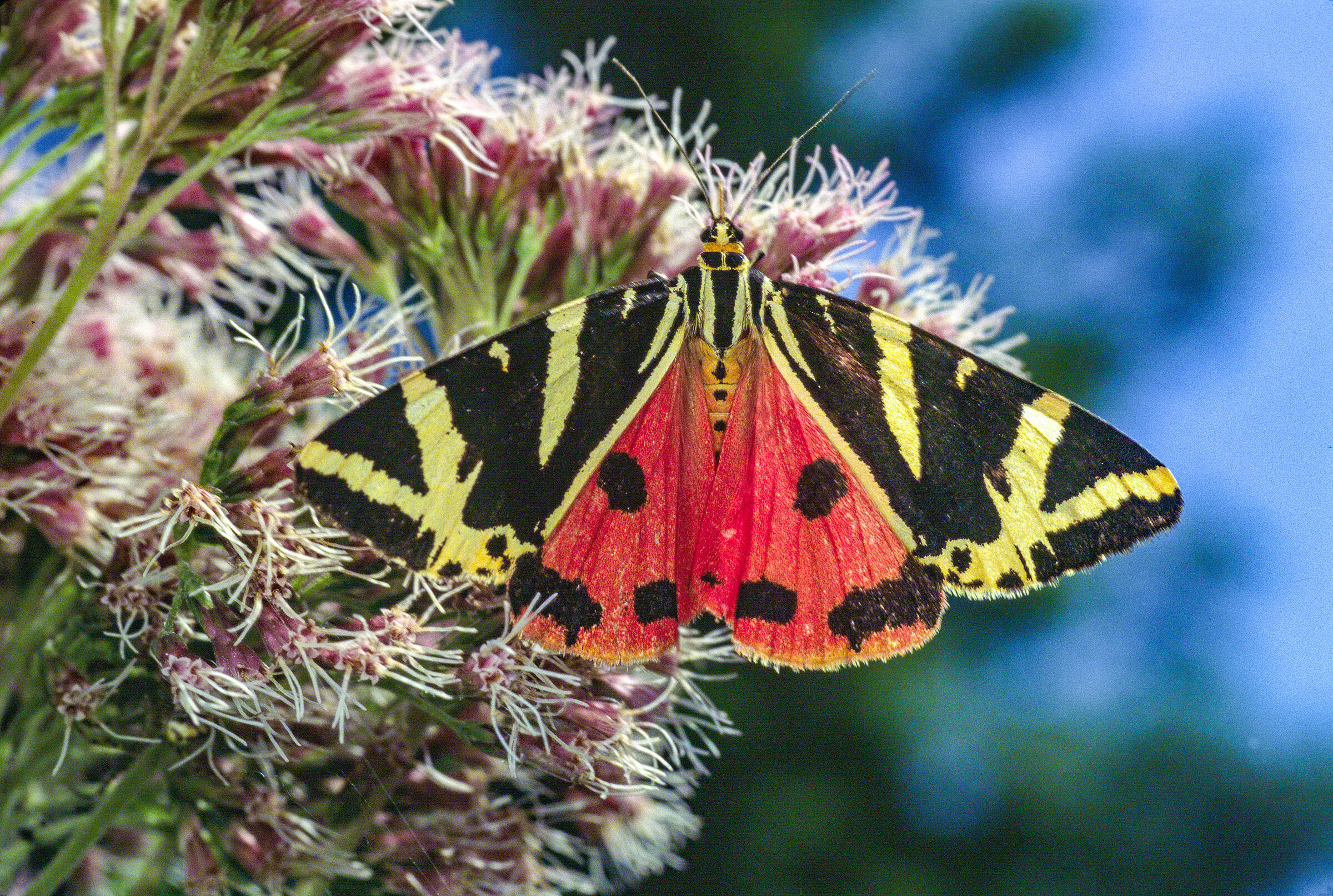 Ein Schmetterling der Art Spanische Flagge bzw. Russischer Bär sitzt auf kleinen, rosafarbenen Blüten. Die Flügel des Schmetterlings sind außen schwarz-gelb gestreift, weiter innen sind sie rot mit schwarzen Flecken.