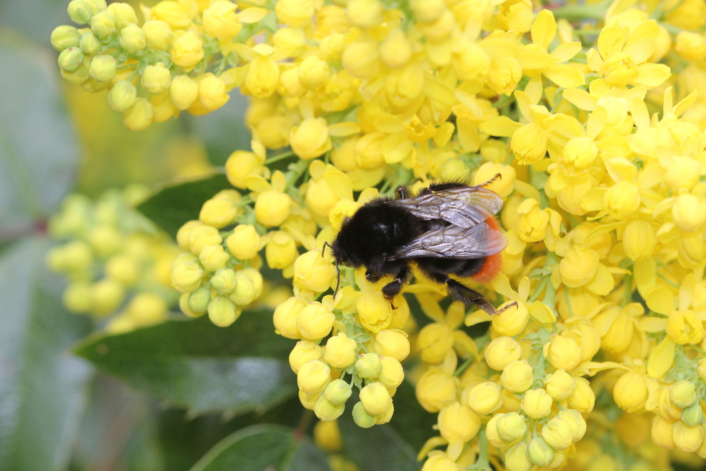 Bombus lapidarius (Steinhummel)