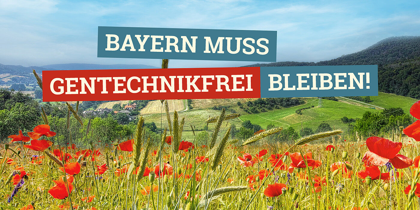 Bayern muss gentechnikfrei bleiben