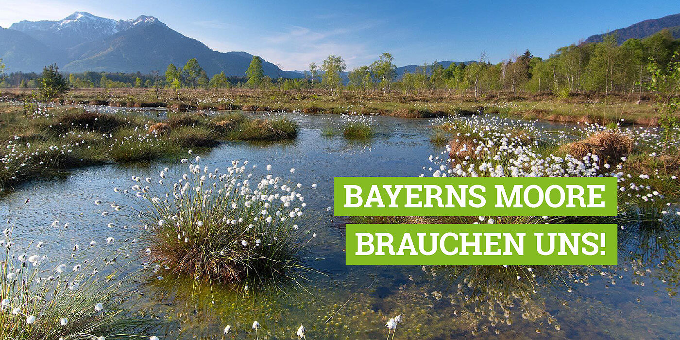 Retten Sie Bayerns Moore! Bayerns Moore brauchen uns! Spenden Sie für Moore, um das Leben seltener Tier- und Pflanzenarten zu erhalten