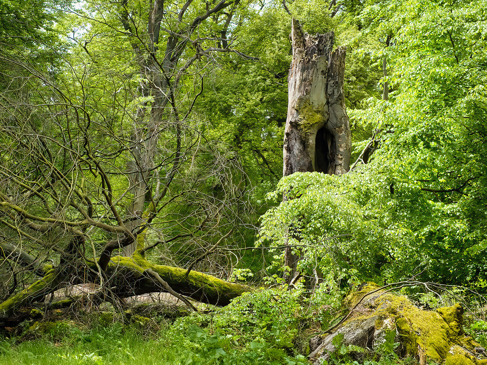 Naturnaher Wald mit Totholz, alten und jungen Bäumen.