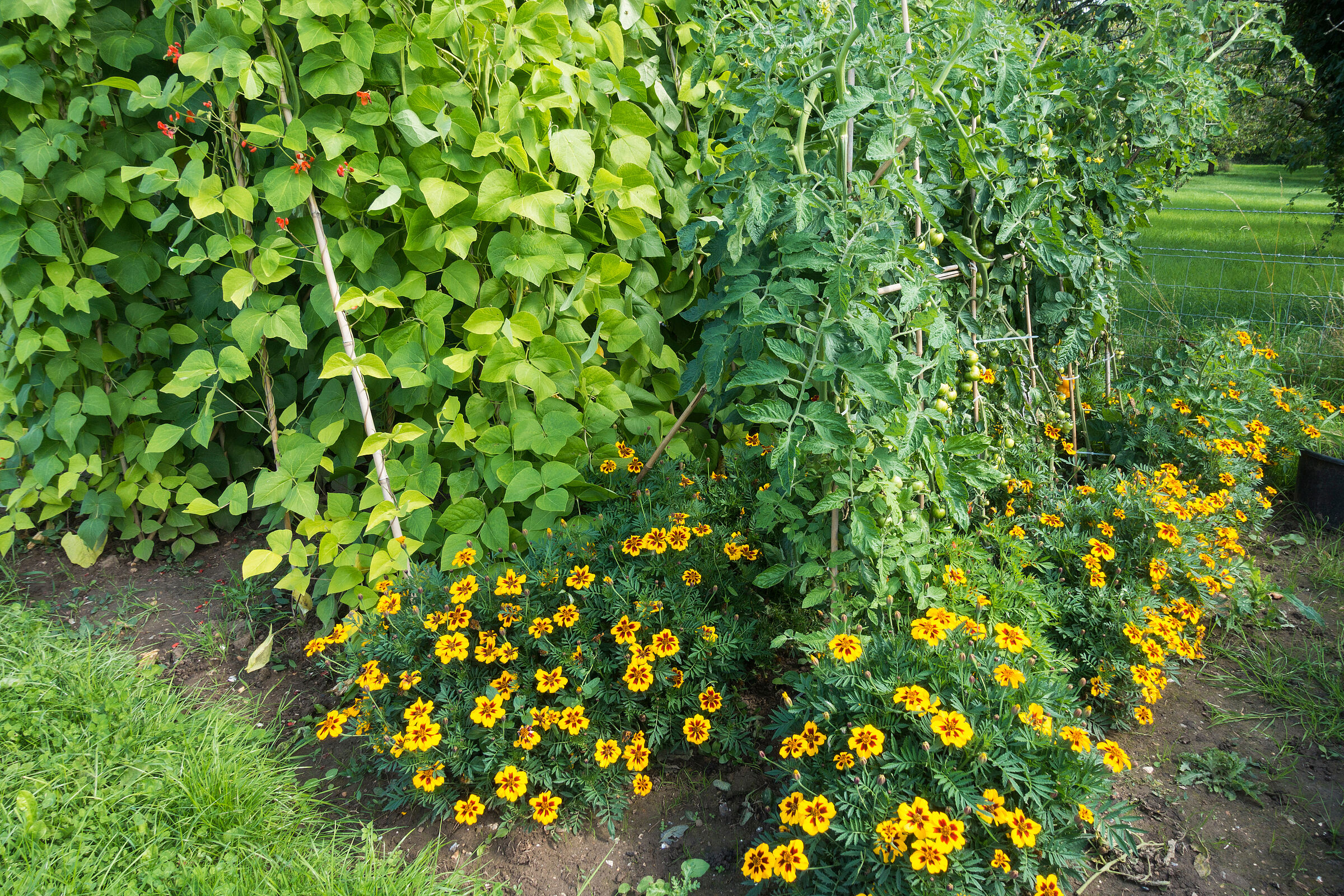 Mischkultur von Tagetes oder Studentenblume und Bohnenranken, um Schädlinge von den Bohnen abzuhalten