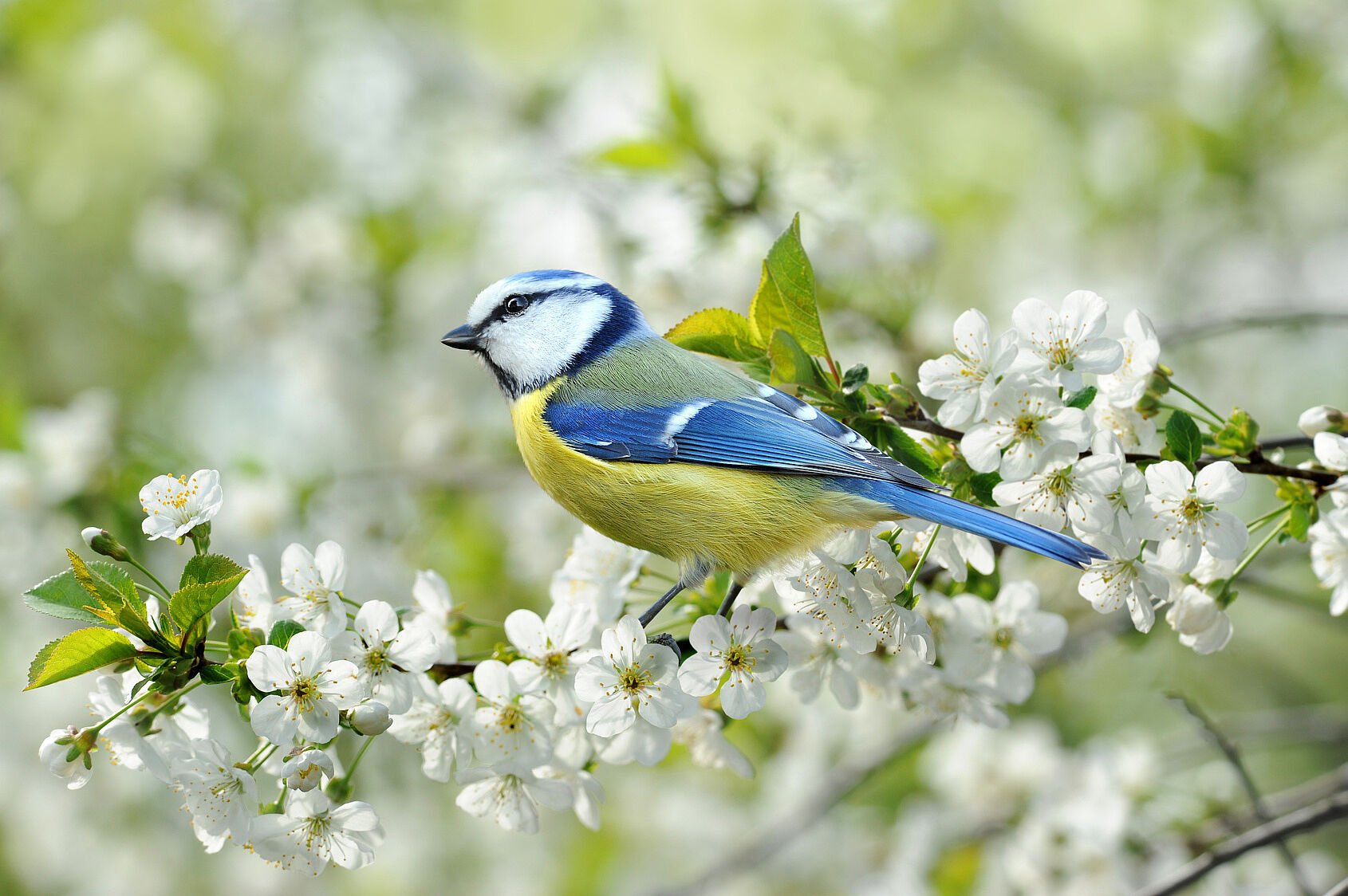 Eine Blaumeise sitzt in einem weiß blühenden Baum