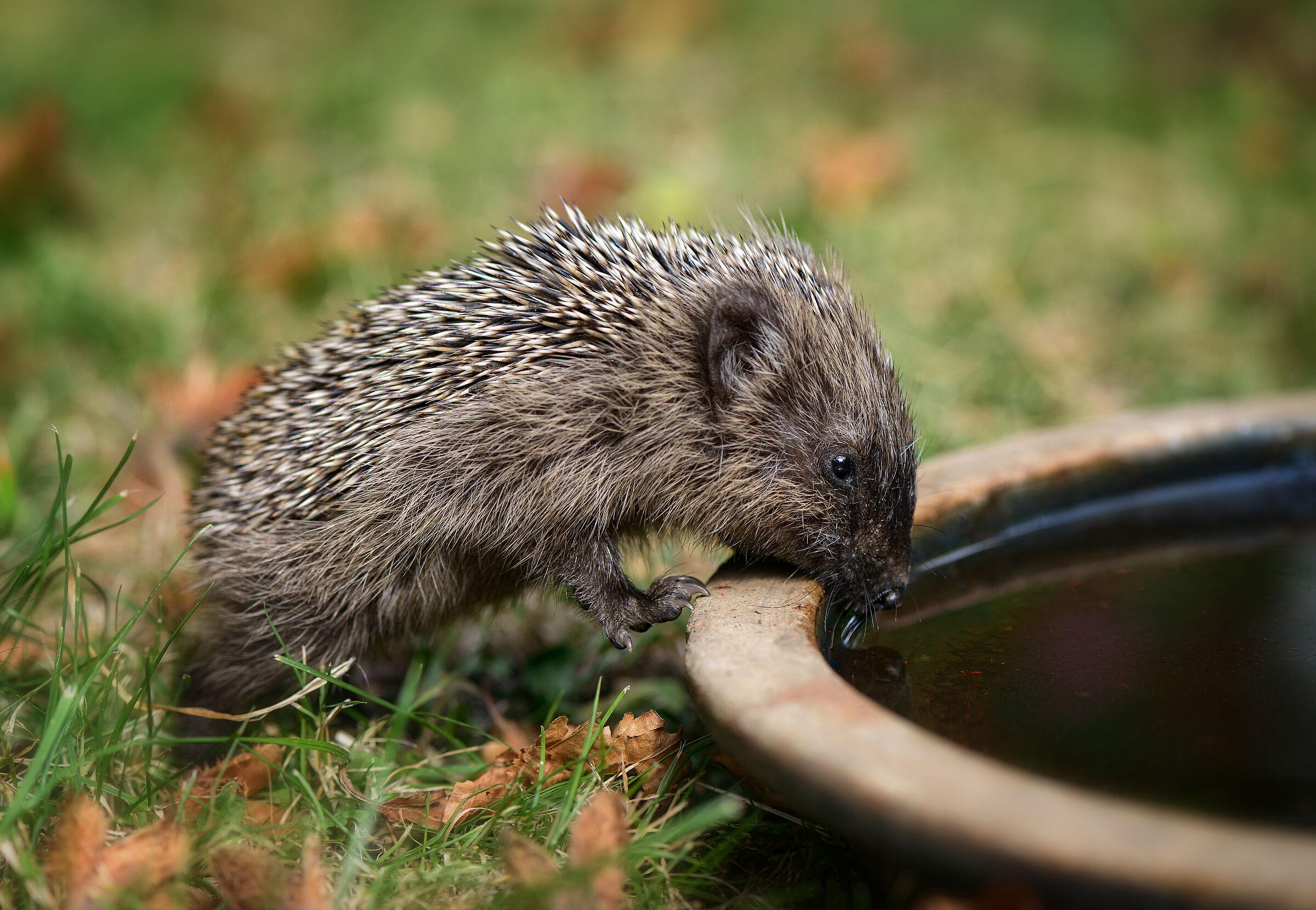 Igeltränke: Ein Igel trinkt vom Wasser in einem Topfuntersetzer für Pflanzen.