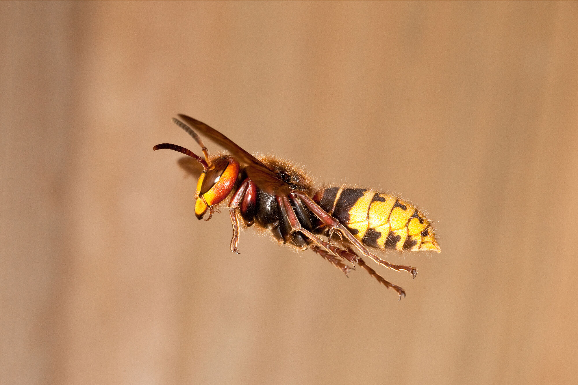 Hornisse im Flug