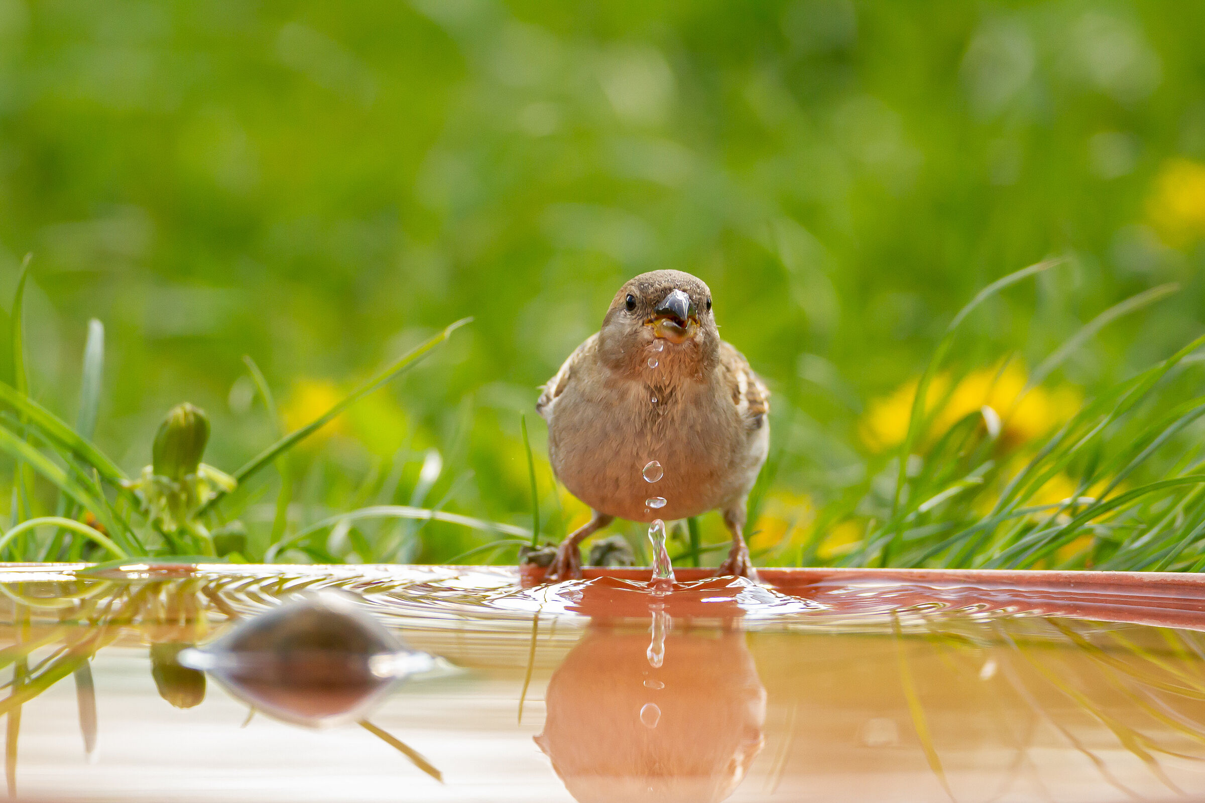 Ein Spatz sitzt auf dem Rand eines Pflanztopfuntersetzers und trinkt Wasser.