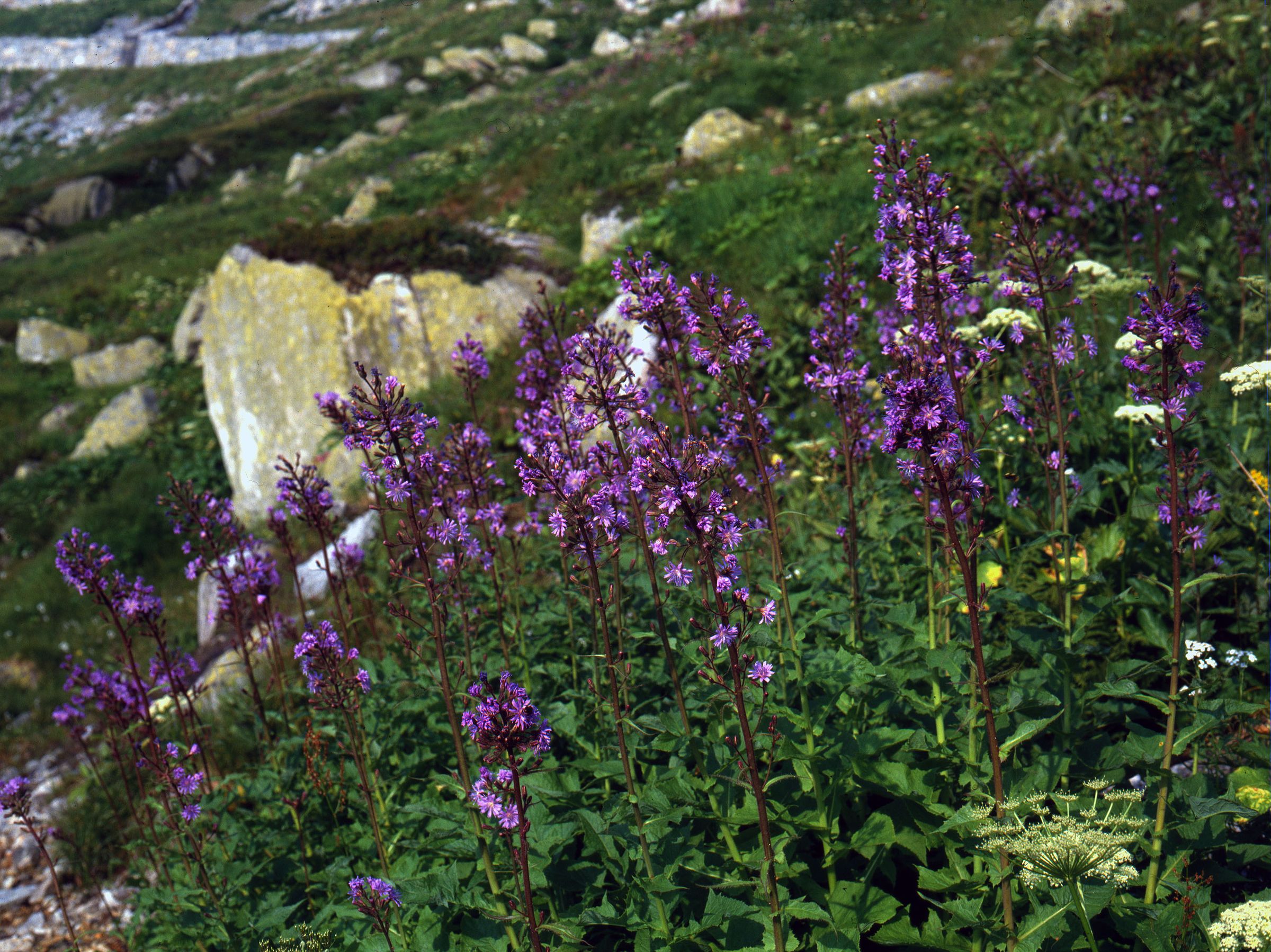 Viele Alpenpflanzen gelten als Heilpflanzen: Hier der Alpen-Milchlattich (Foto: Wolfgang Willner)