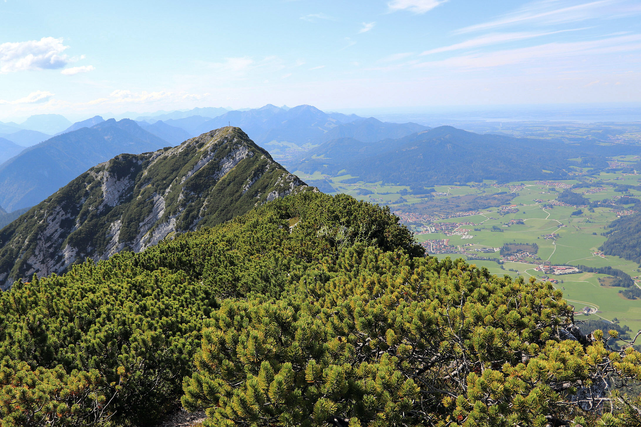 Im Vordergrund Bergkiefern, im Hintergrund schneebedeckte, von weißen Wölkchen umgebene Berge im Sonnenschein: Zu den Alpenpflanzen zählen auch Bäume. (Foto: Sonja Kreil)