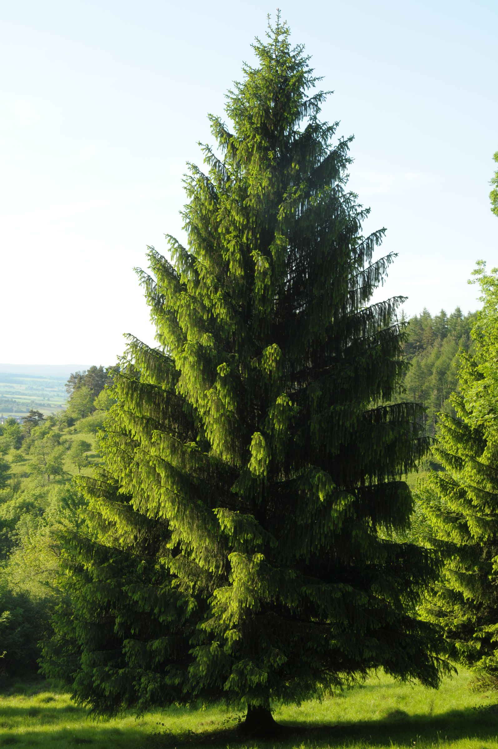 Manche Alpenpflanzen wurden in die Ebene gebracht: Eine Gemeine Fichte, die Baumart ist natürlicherweise nur in Höhenlagen von Alpen und Mittelgebirge zu finden. (Foto: UnreifeKirsche/Wikimedia Commons)