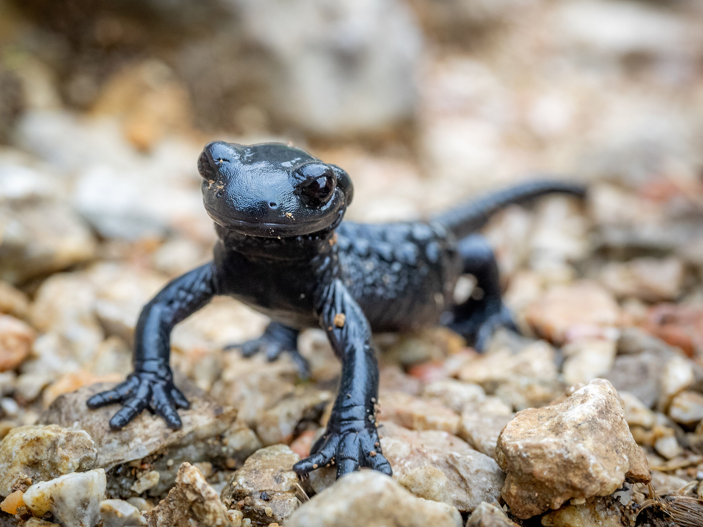 Im Rappenalptal: Alpensalamander schaut in die Kamera. (Foto: Mathias/stock.adobe.com)