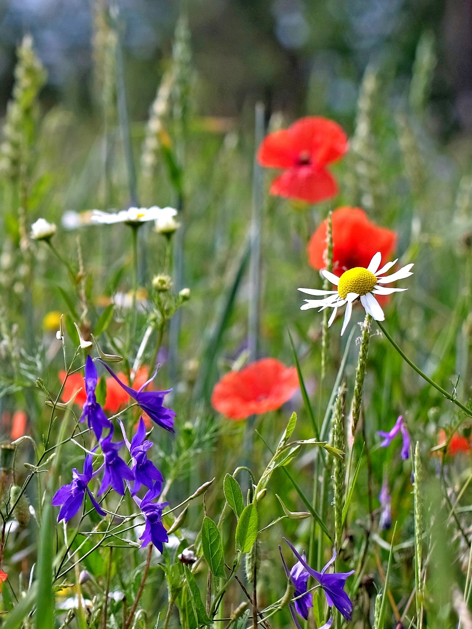 Mittlerweile seltene Ackerwildkräuter in einem Getreidefeld: Blauer Ackerrittersporn, rote Mohnblumen und weiße Margeriten (Foto: DVL)