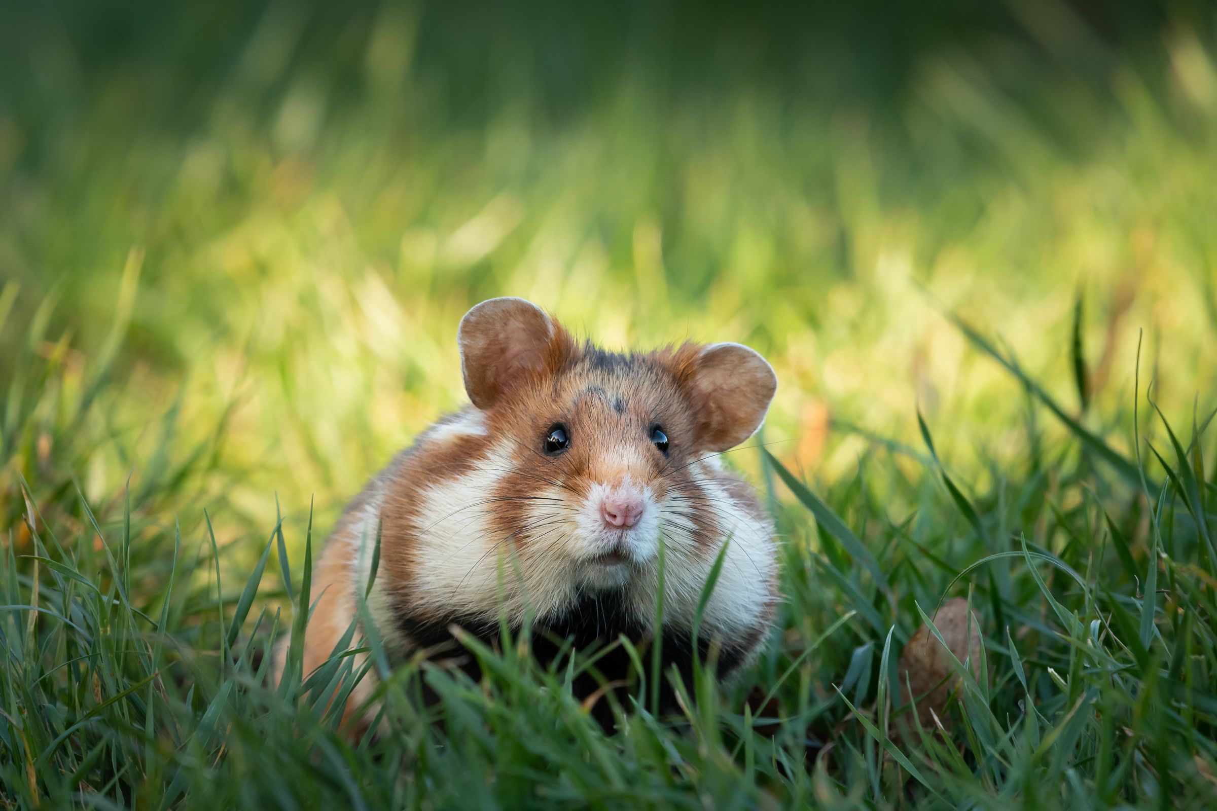 Artenvielfalt in der Landwirtschaft: Ein niedlicher Feldhamster sitzt in einer Wiese (Foto: Stefan/stock.adobe.com)