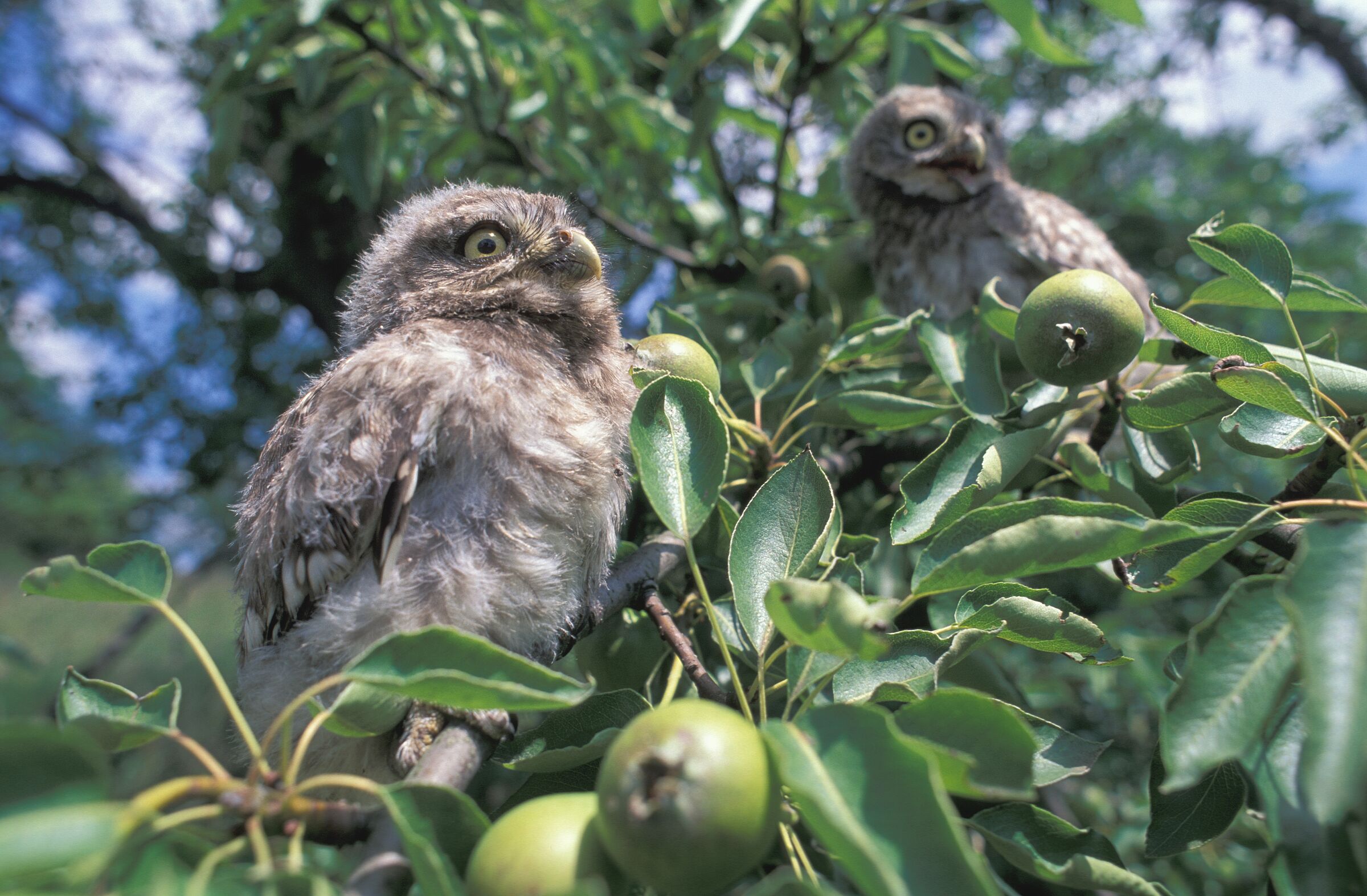 Artenvielfalt Landwirtschaft: Zwei junge Steinkäuze sitzen in einem Birnbaum