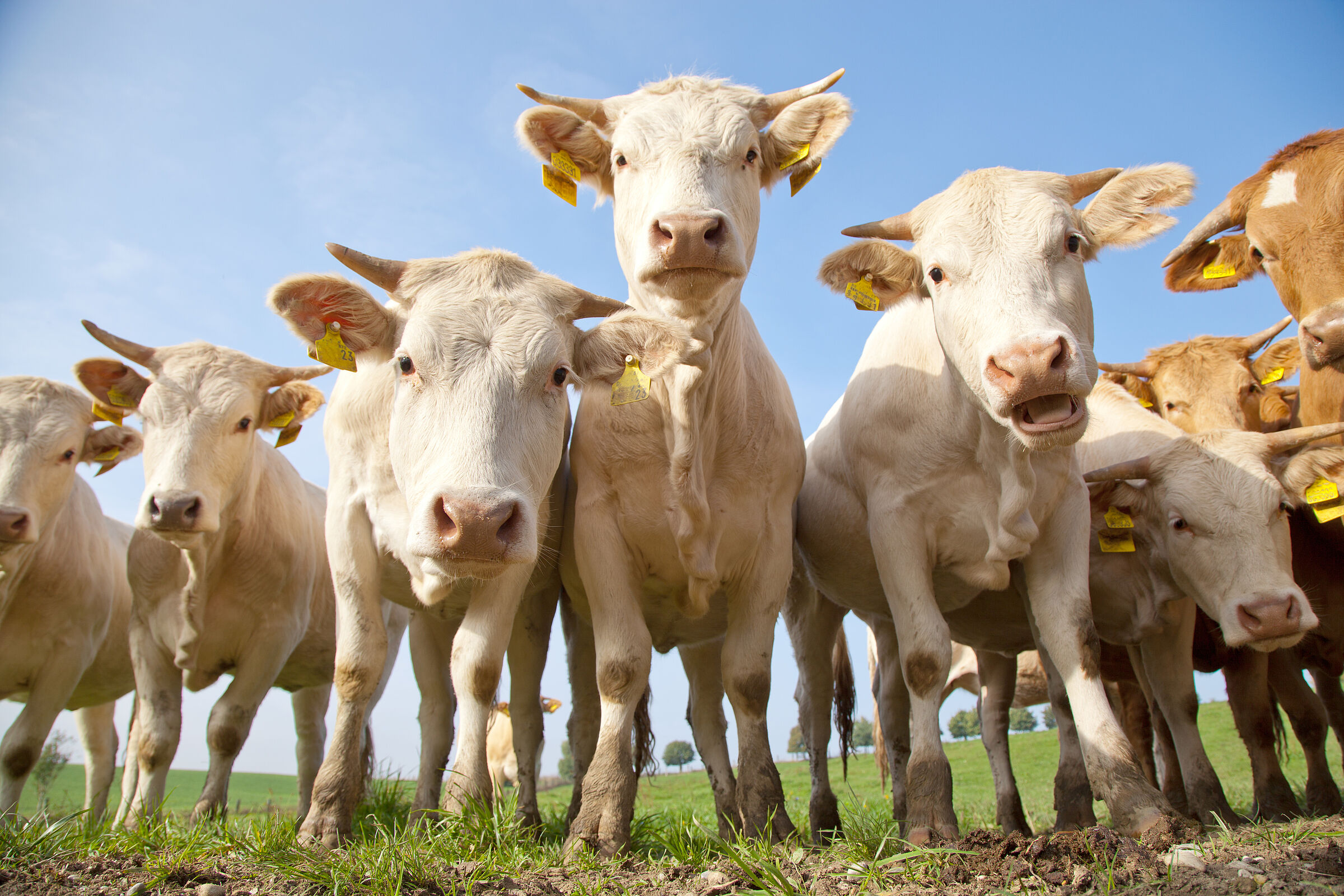 Eine Gruppe hellfarbener und brauner Kühe mit Hörnern auf der Weide schaut neugierig in die Kamera. (karepa/stock.adobe.com)