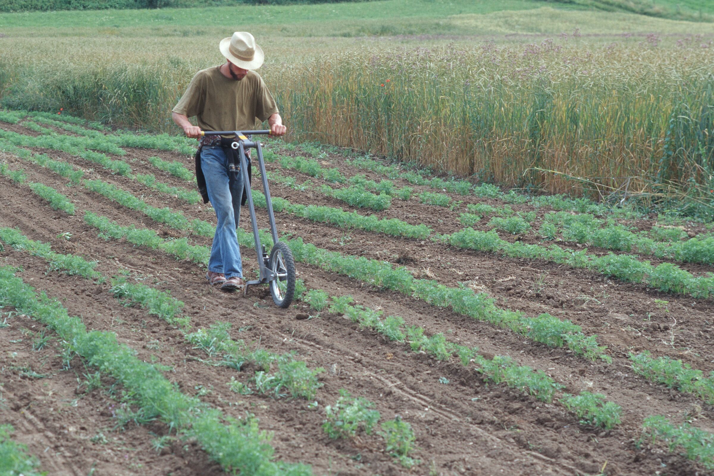 Ein Landwirt fährt mit einem Gerät zur manuellen Beikrautbekämpfung über einen Möhrenacker