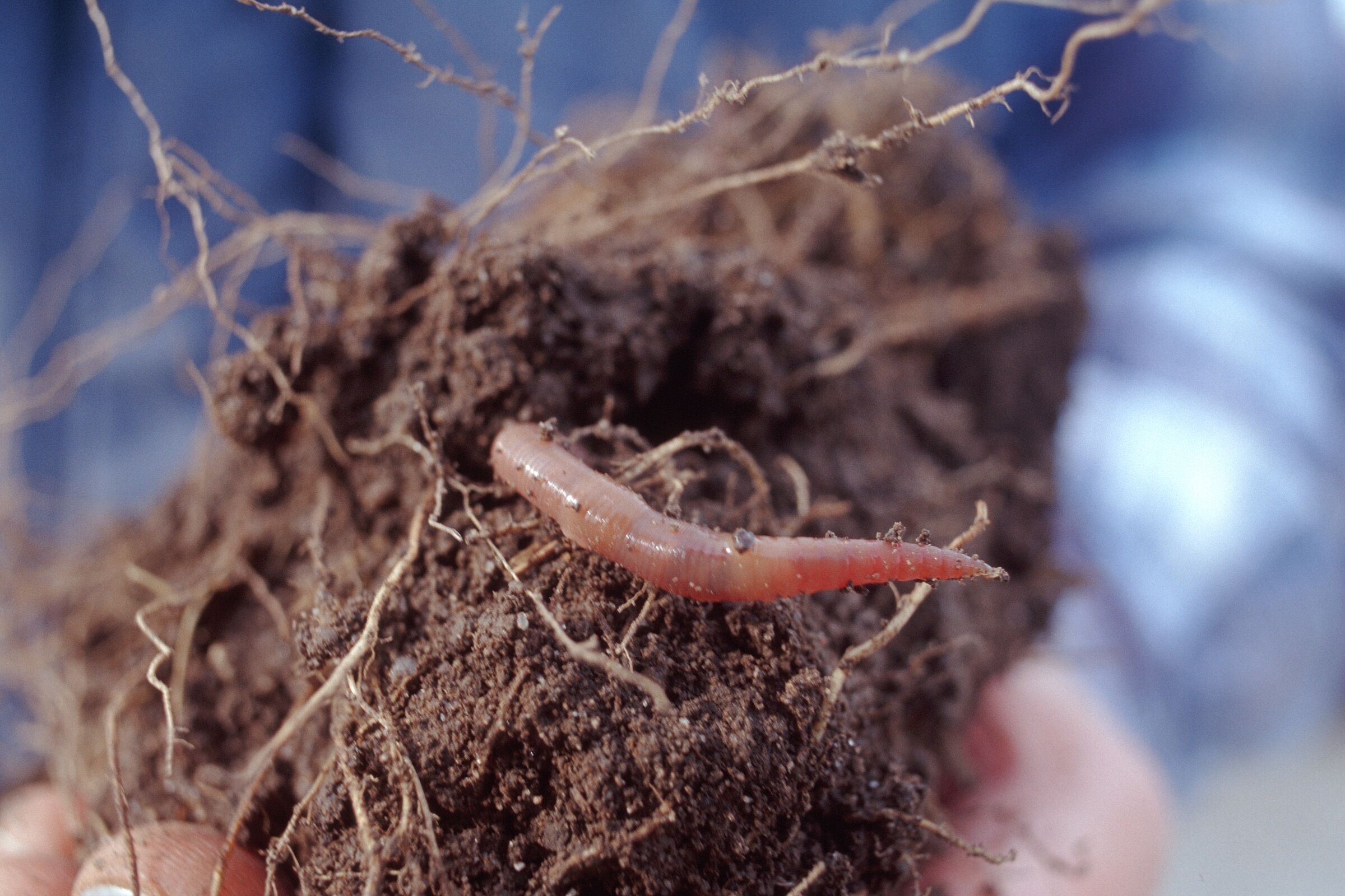 Boden und Landwirtschaft: Eine Handvoll fruchtbarer Boden mit Regenwurm