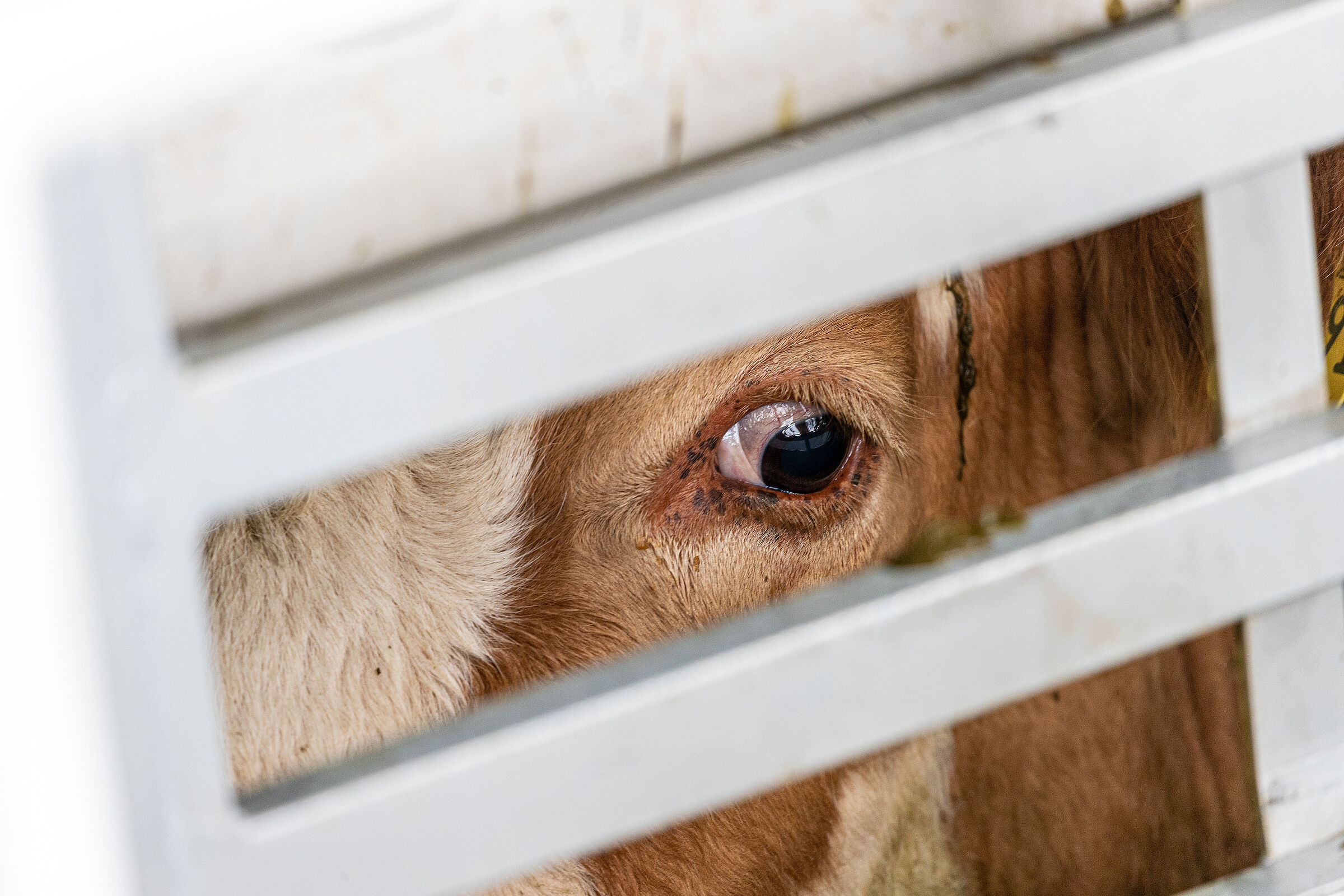 Eine Kuh schaut durch das Gitter eines Tiertransporters, mit unserer Ernährung können wir auch beeinflussen, wie die Tiere in der Landwirtschaft gehalten werden.