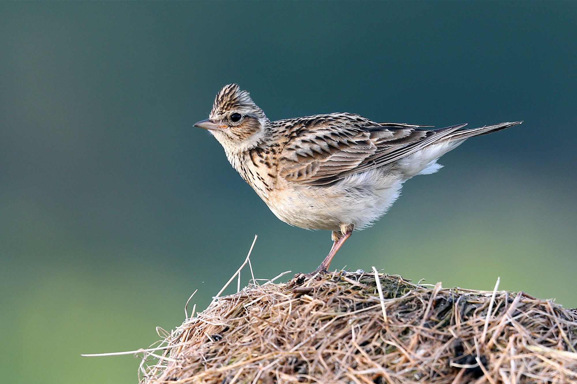 Ein braun-beiger Vogel schaut in die Kamera, auch Feldlerchen leiden unter dem Glyphosat-Einsatz (Foto: markmedcalf/stock.adobe.com)