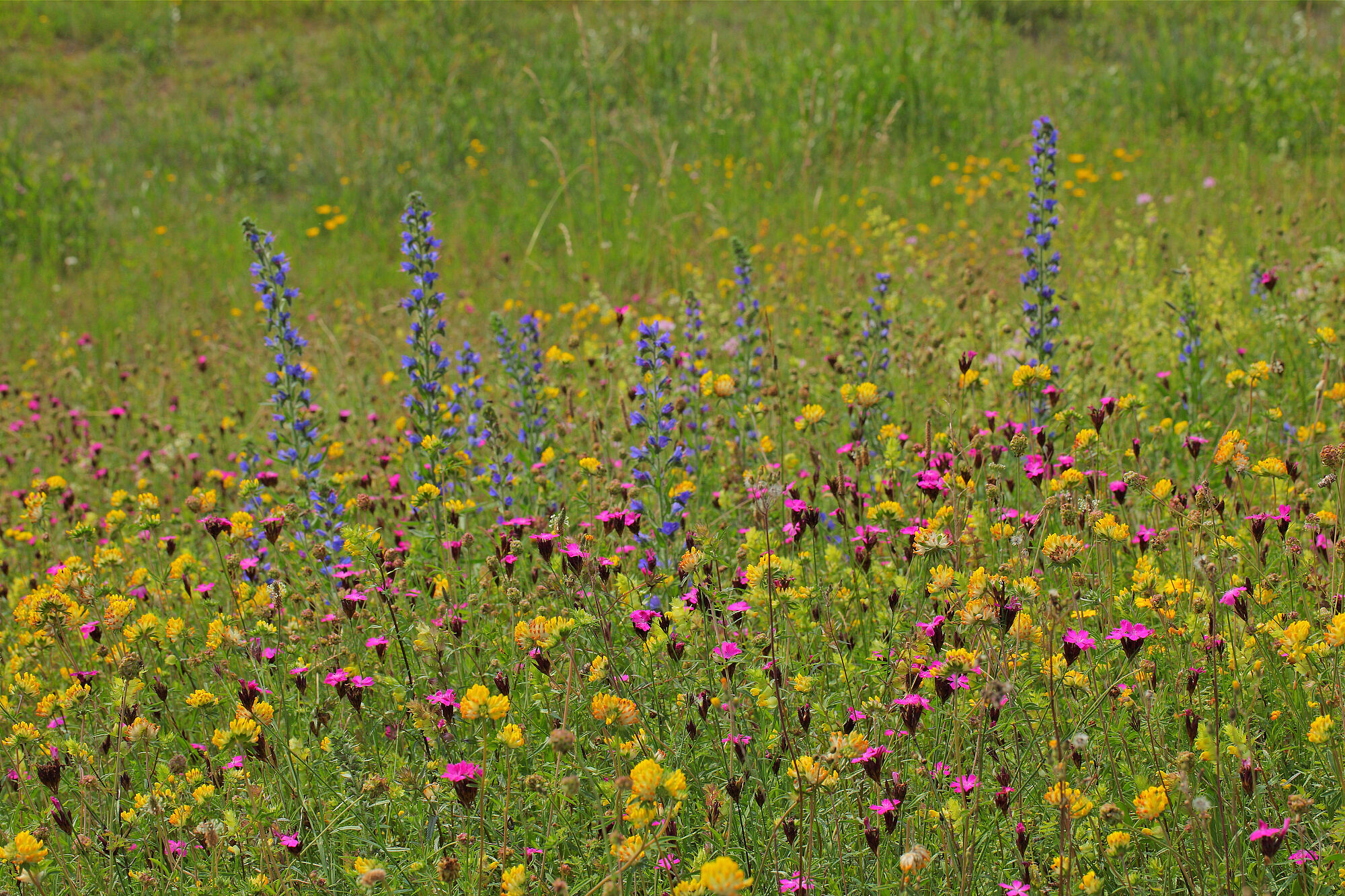 Pinke, blaue und gelbe Blumen in einer Wildblumenwiese