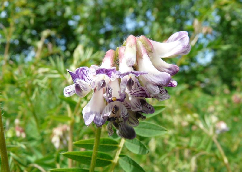 Eine lila-weiße Orchideenblüte: Orber Wicke oder Heidewicke (Vicia orobus)