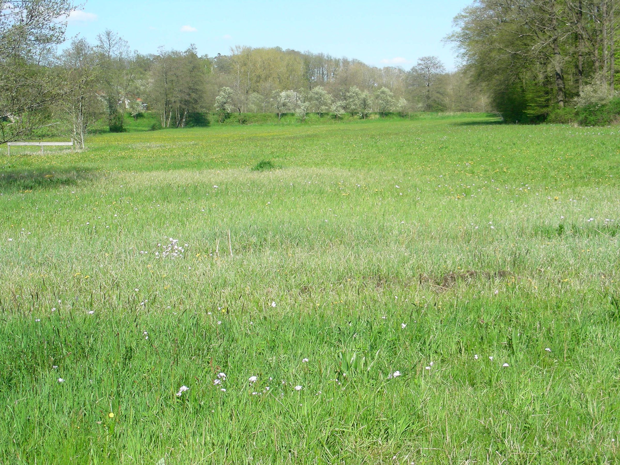 Blumenwiese umgeben von Wald