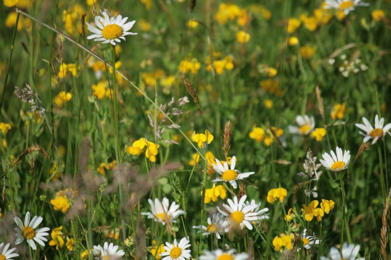 Wiese mit gelben und weißen Blumen, Margerite und Hornklee