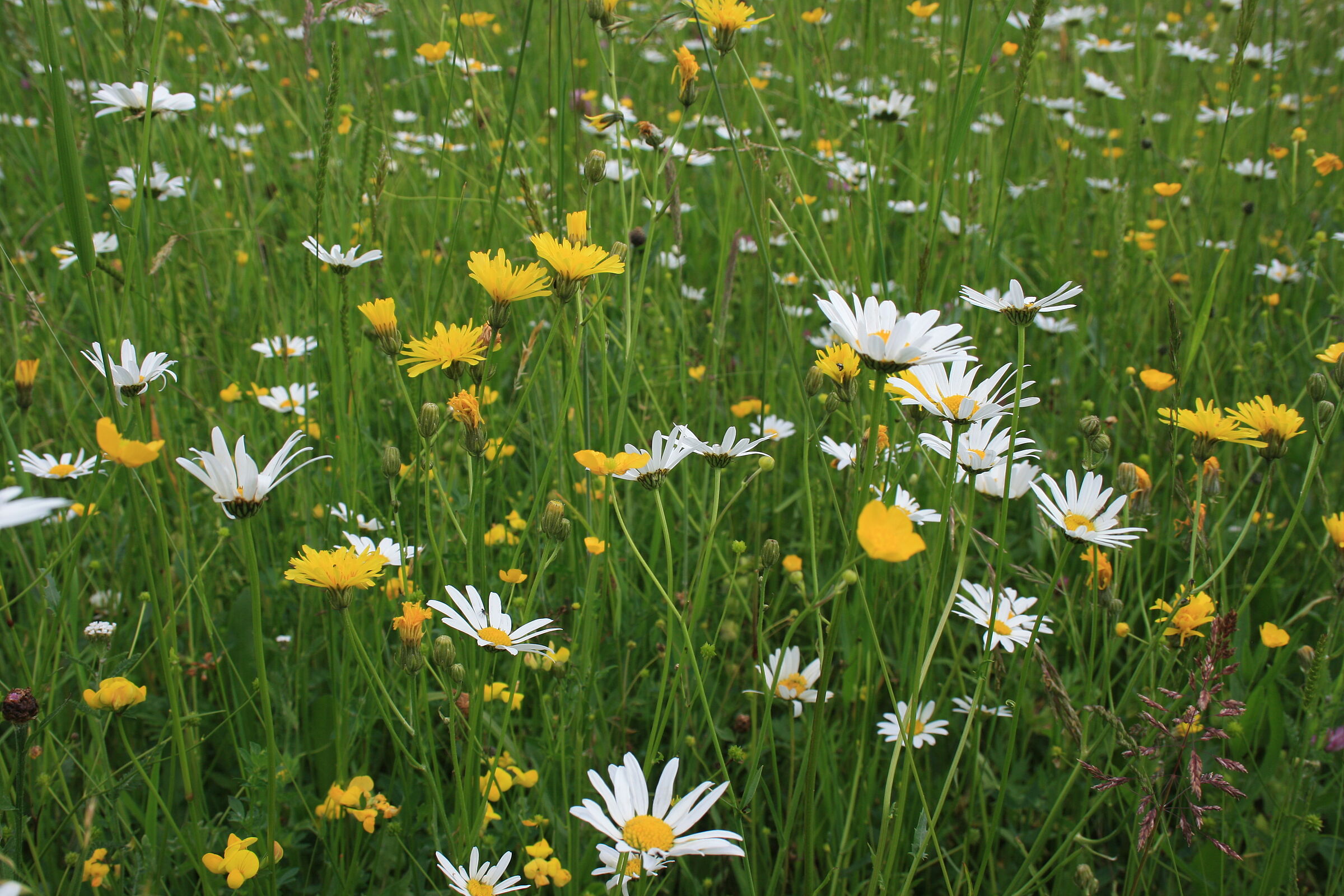 Eine Wiese mit weißen und gelben Blumen, Margeriten und Rauer Löwenzahn