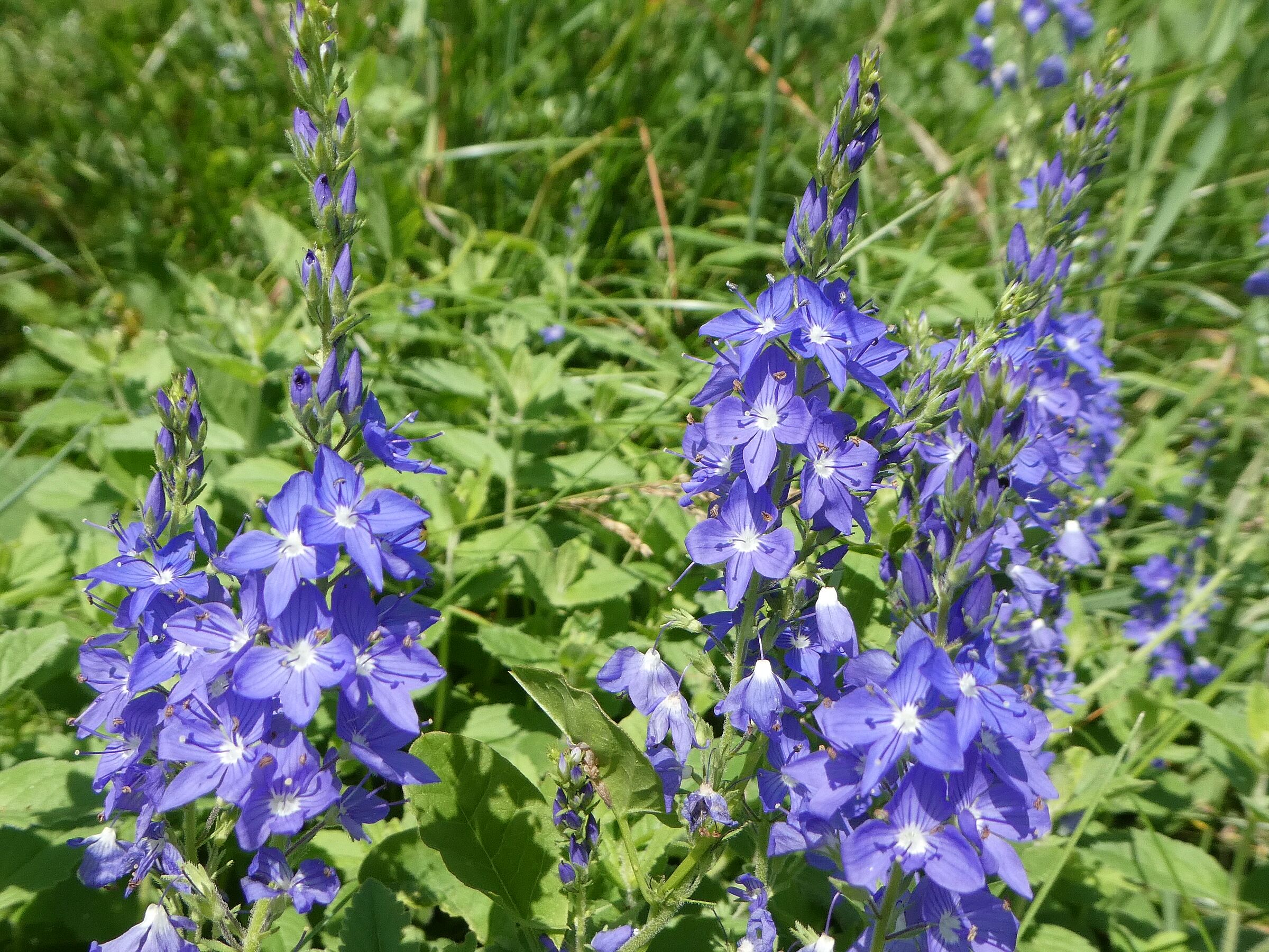 Eine blütenreiche blau-lila Blume, der Große Ehrenpreis