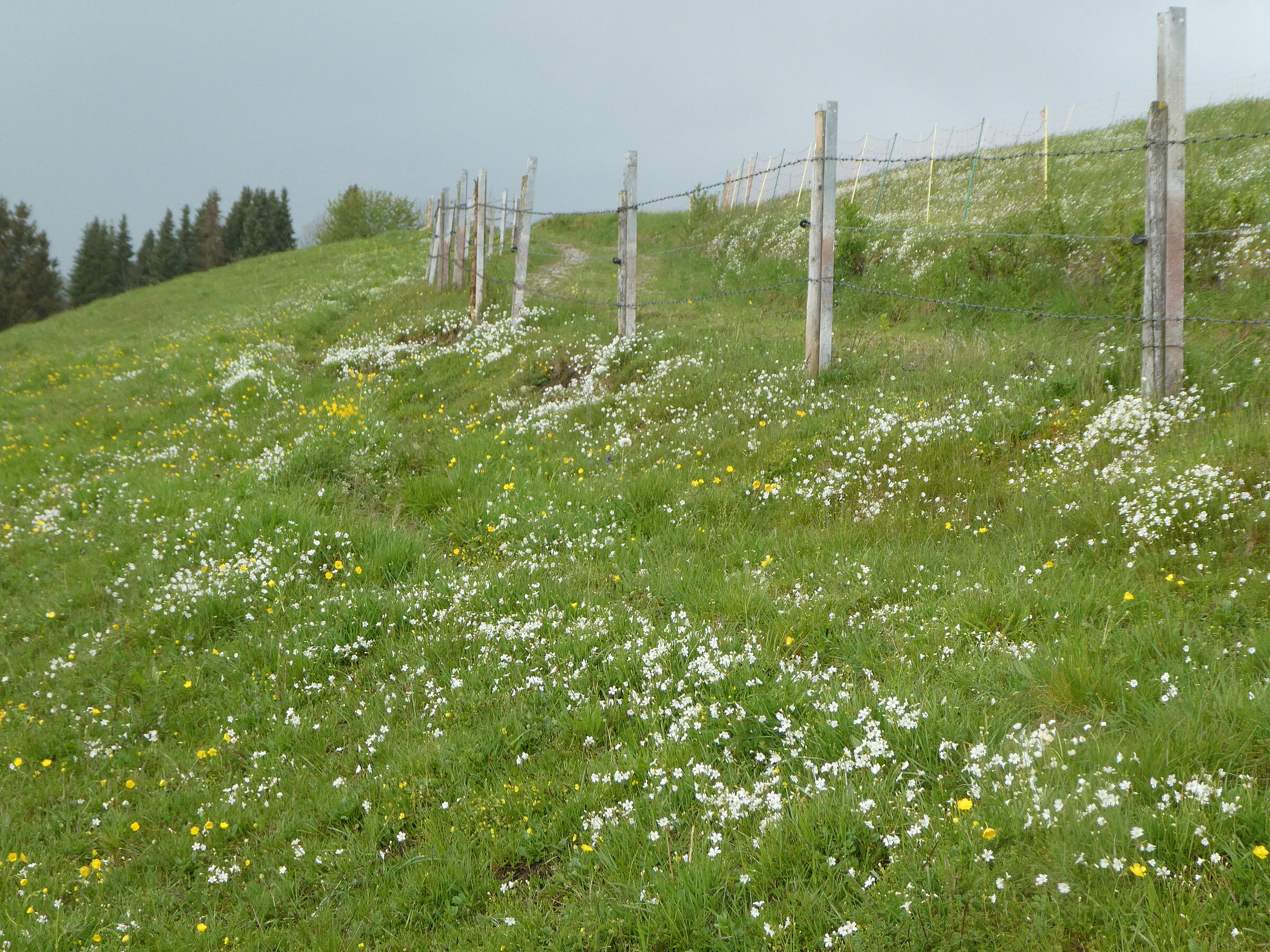 Eine Wiese mit vielen Wildkräutern und -blumen. Mit der Wiesenmeisterschaft sollen Landwirt*innen gewürdigt werden, die artenreiche Wiesen erhalten und pflegen. (Foto: Inge Steidl)