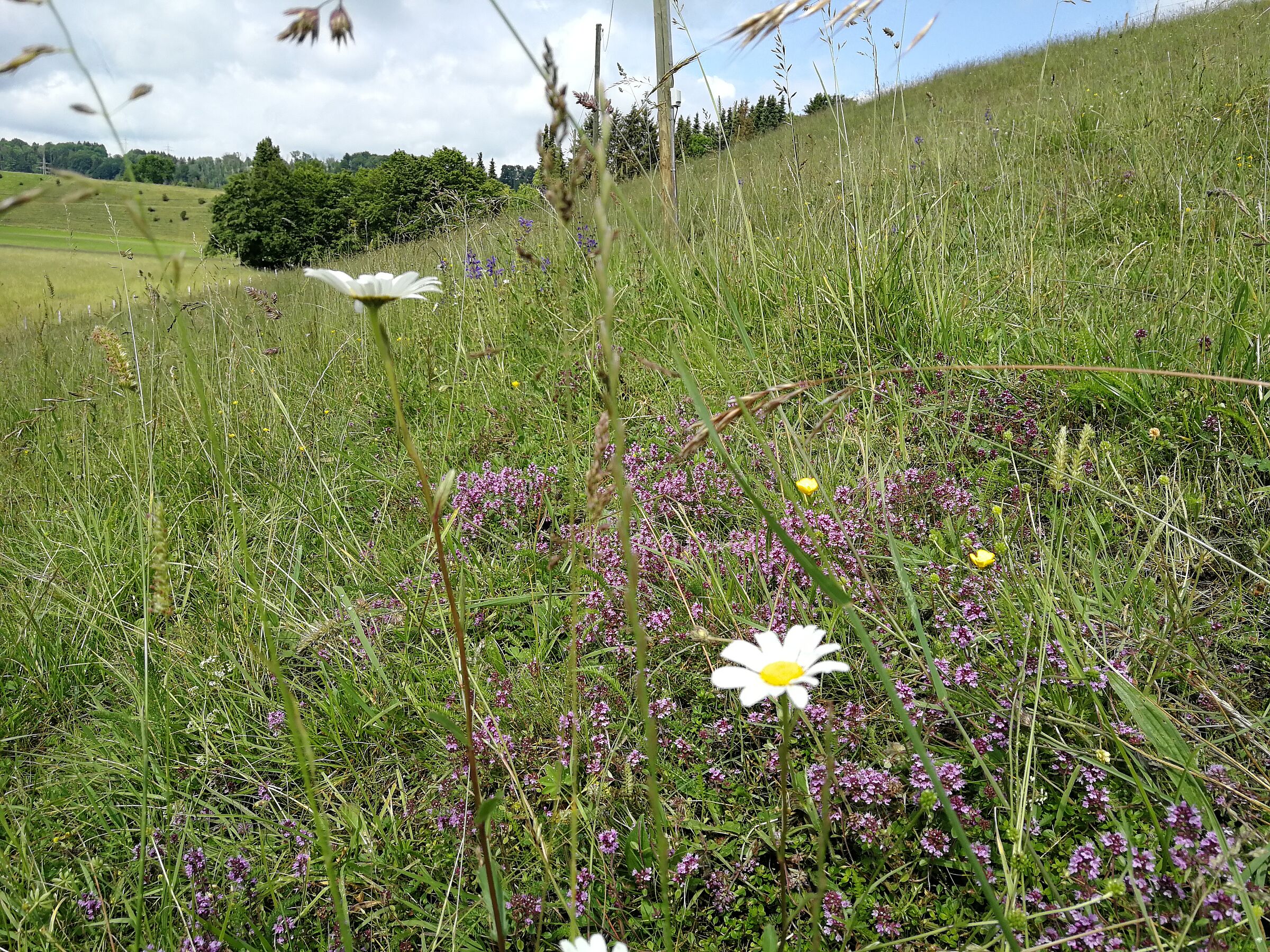 Eine Wiese mit vielen Wildblumen und -kräutern. Die Wiesenmeisterschaft ehrt Landwirt*innen, die artenreiche Wiesen pflegen und erhalten. (Foto: Inge Steidl)