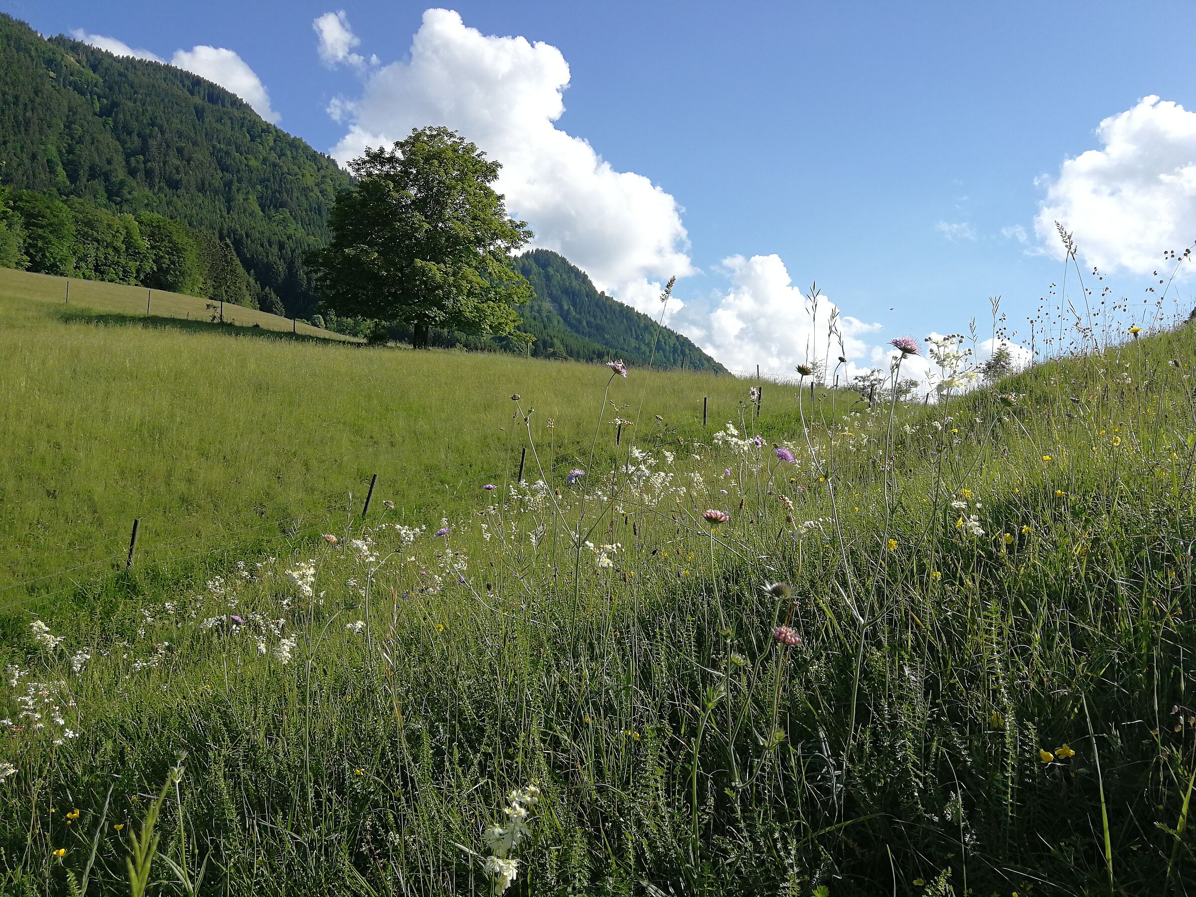 Eine Wiese mit vielen Wildblumen und -kräutern. (Foto: Inge Steidl)