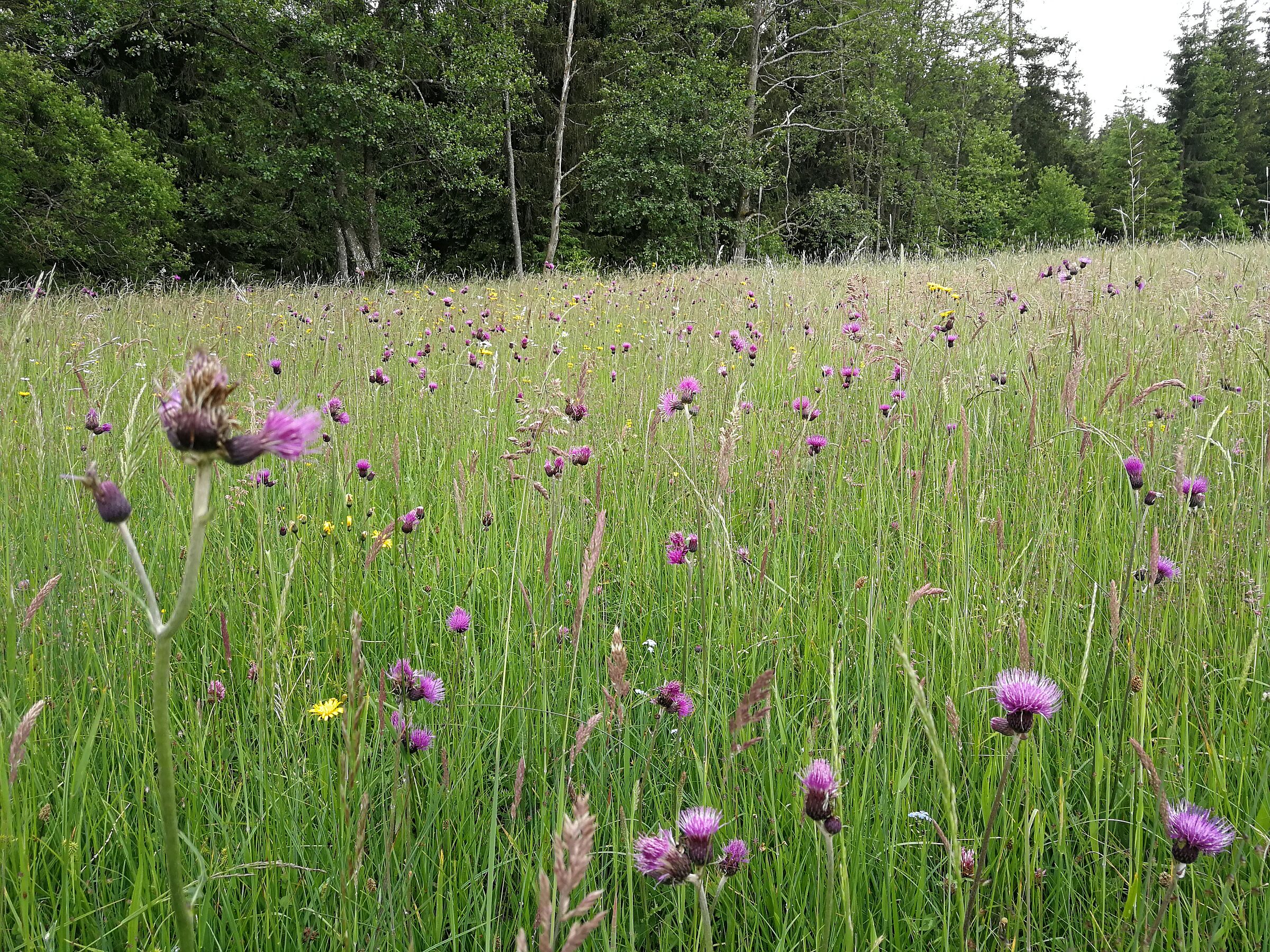 Eine Wiese mit vielen Wildblumen und -kräutern. Die Wiesenmeisterschaft ehrt Landwirt*innen, die artenreiche Wiesen pflegen und erhalten. (Foto: Inge Steidl)