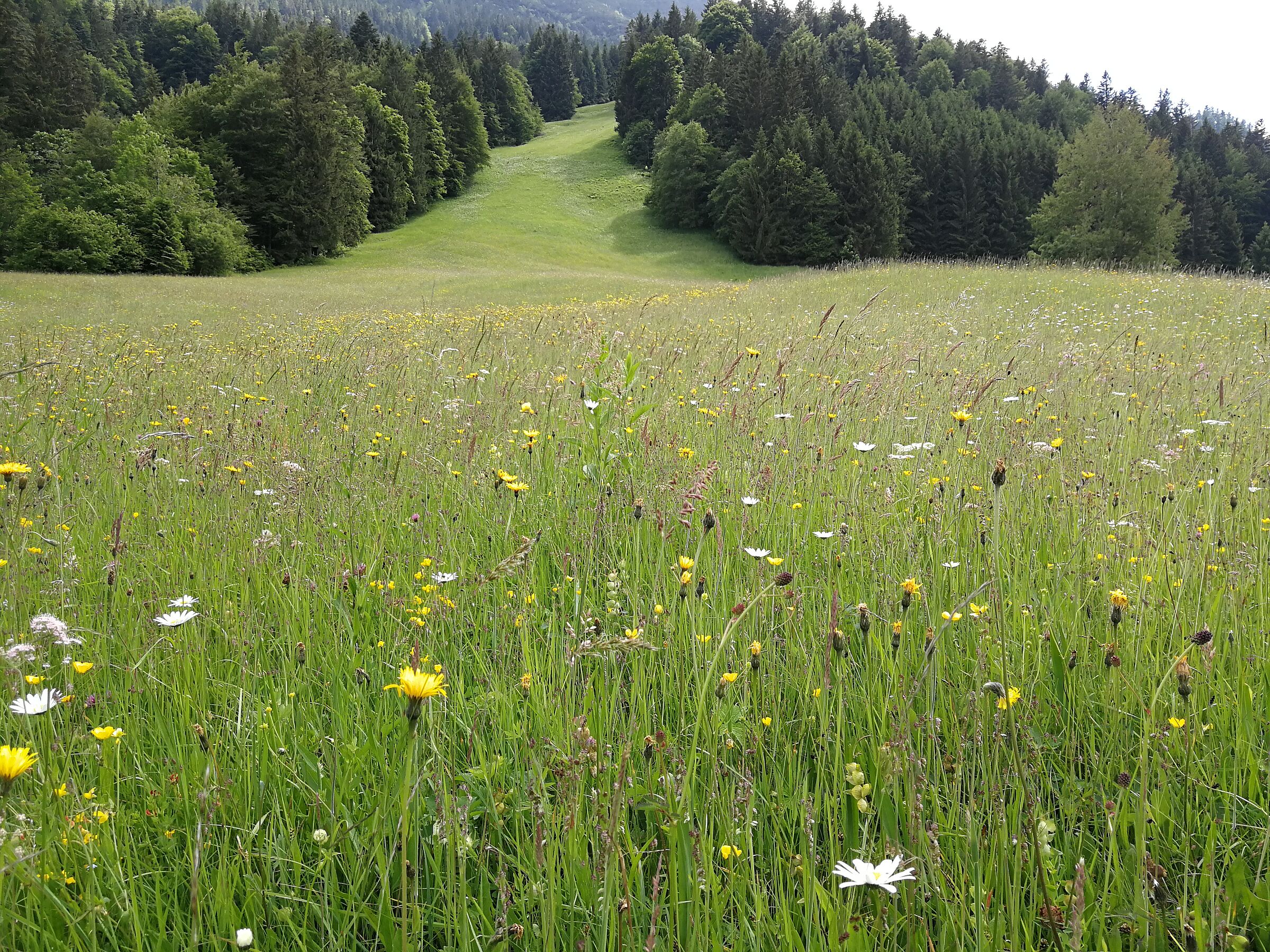 Eine Wiese mit vielen Wildkräutern und -blumen. Die Wiesenmeisterschaft ehrt Landwirt*innen, die artenreiche Wiesen pflegen und erhalten. (Foto: Inge Steidl)