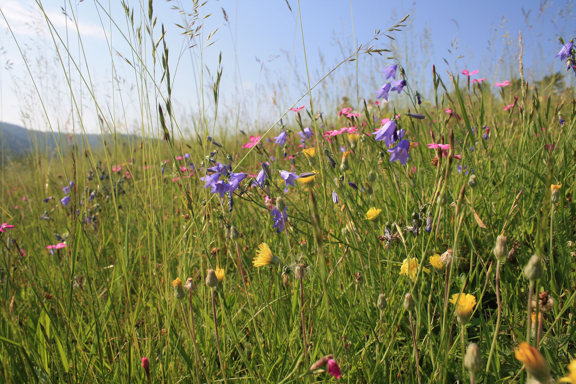 Eine bunte Blumenwiese (Foto: Dr. Sabine Heinz, LfL)