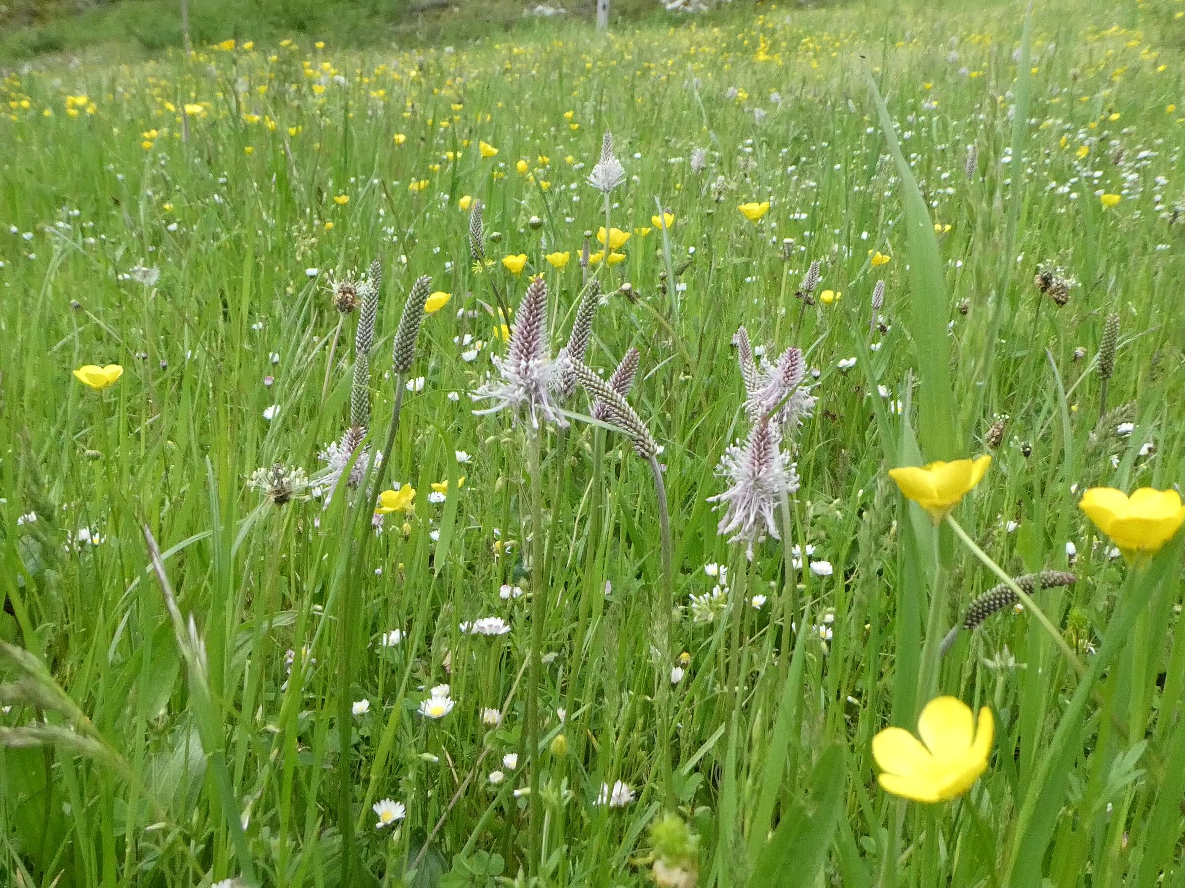 Eine blumenreiche Wiese mit vielen gelben Blumen und mittlerem Wegerich