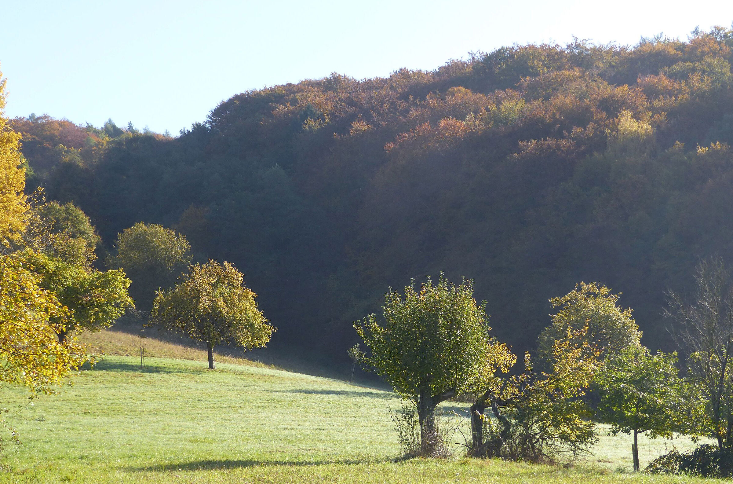 Eine gemähte Wiese mit Einzelbäumen und Sträuchern grenzt an dichten Wald: Die Biosphärenregion Spessart bietet verbesserte Entwicklungschancen für menschliche Nutzung und Artenvielfalt zugleich. (Foto: Dr. Ruth Radl)