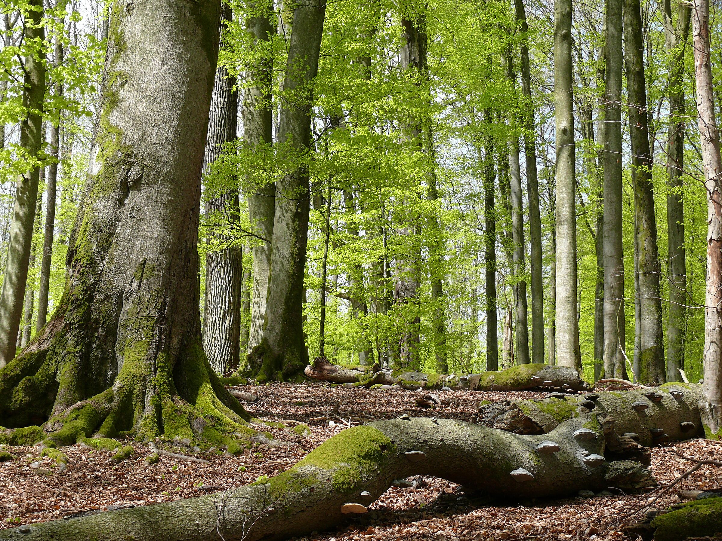 Blick in einen vitalen Mischwald: Der alte Eichen- und Buchenbestand macht die Biosphärenregion Spessart so besonders. (Foto: Dr. Ruth Radl)