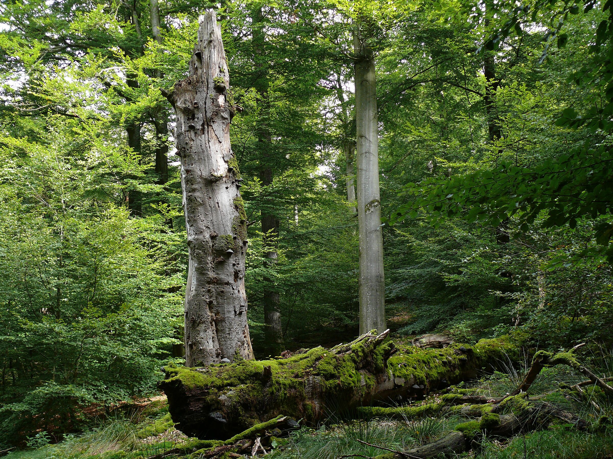 Werden abgestorbene Baumriesen in der Biosphärenregion Spessart der Natur überlassen, so bieten sie noch jahrelang zahlreichen Arten einen Lebensraum, von Spechten und Fledermäusen bis zu Insekten und Pilzen. (Foto: Michael Kunkel)