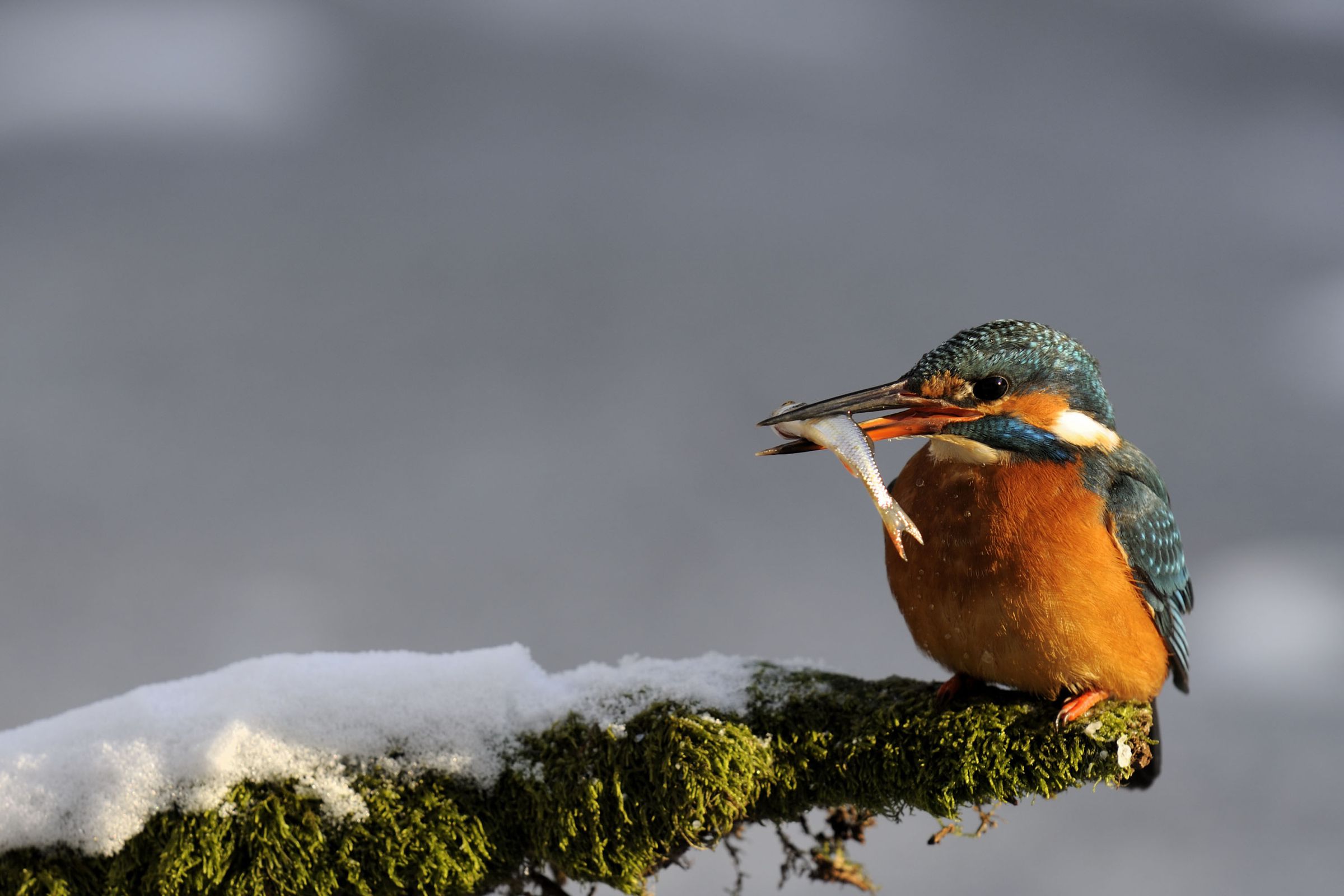 Profitiert von Flussrenturierungen: der Eisvogel (Foto: Ralph Frank)