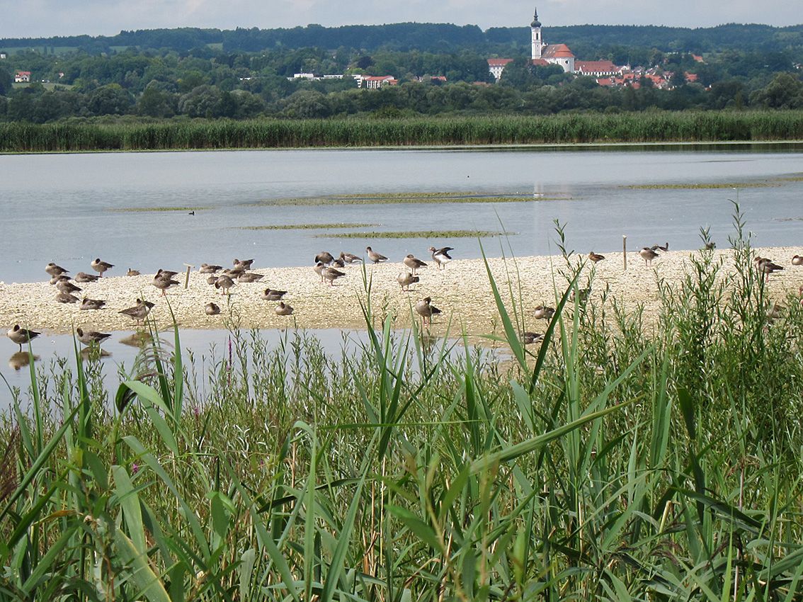 Die gerettete Ammersee-Südspitze mit Vögeln (Foto: hofbauer-birding.de)