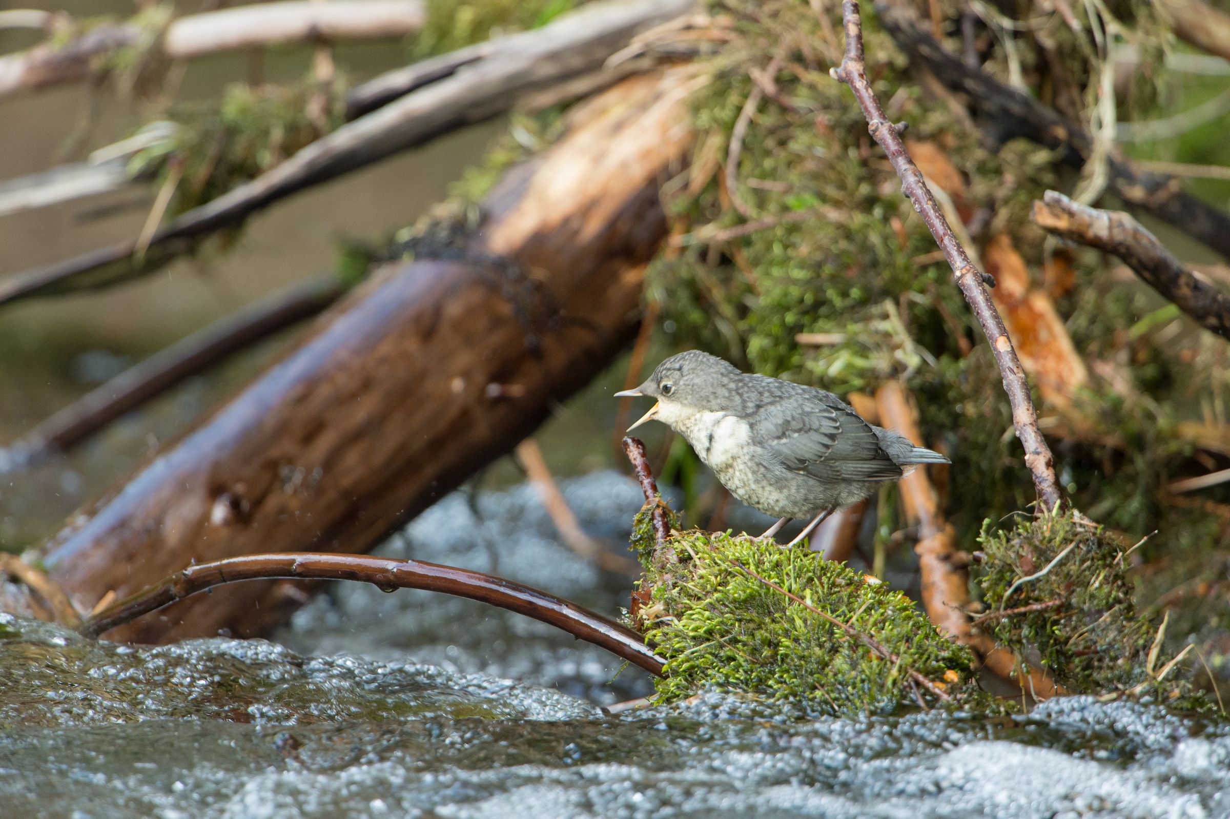 Ein Vogel mit grau-schwarzem Rücken und weißer Kehle sitzt inmitten von schäumendem Wasser auf moosbewachsenem Schwemmholz. Wasserkraft bedroht den Lebensraum der Wasseramsel. (Foto: Ralph Frank)